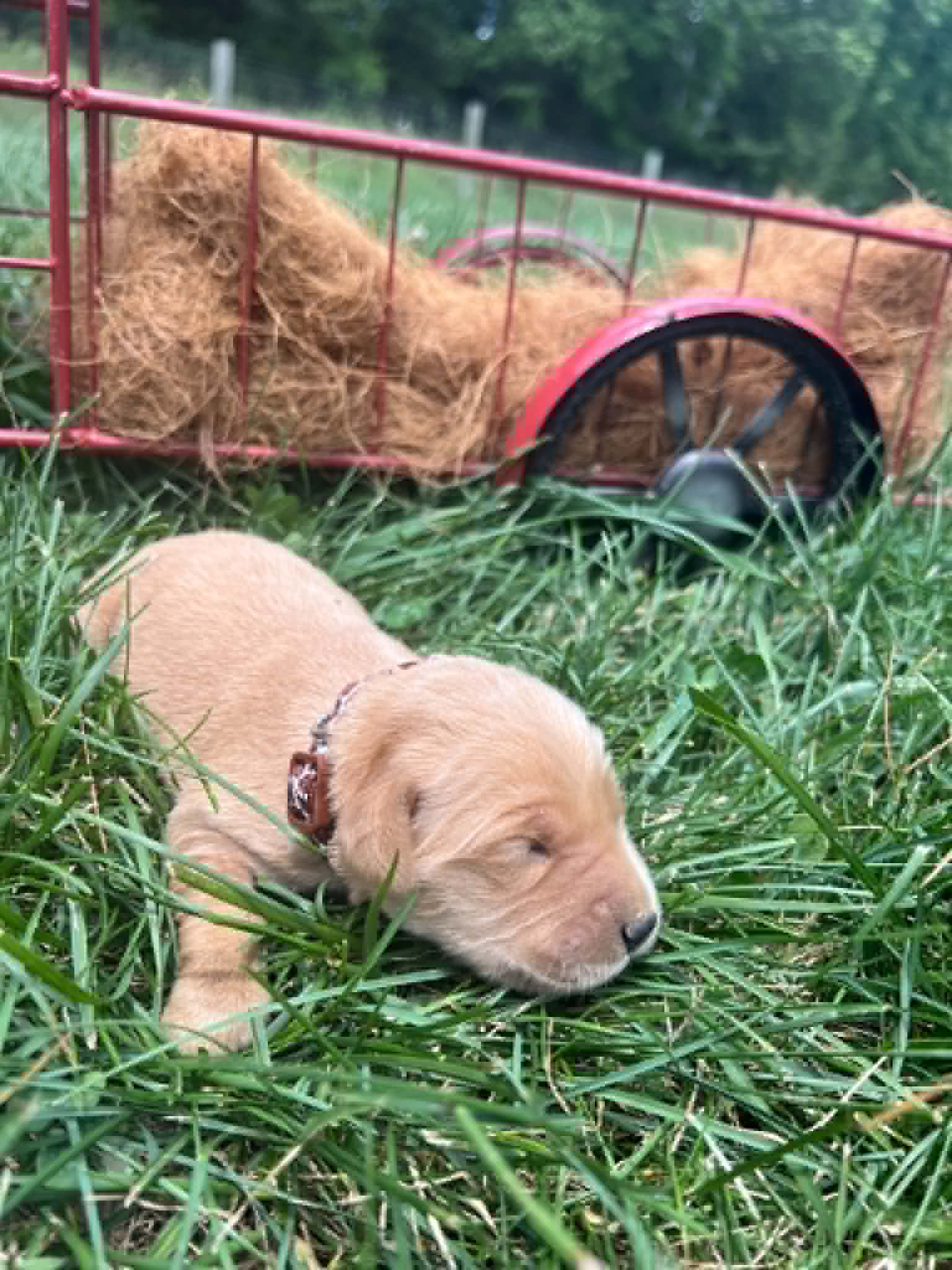 A purebred Golden Retriever puppy with a pink curtain and red rose flowers around him.