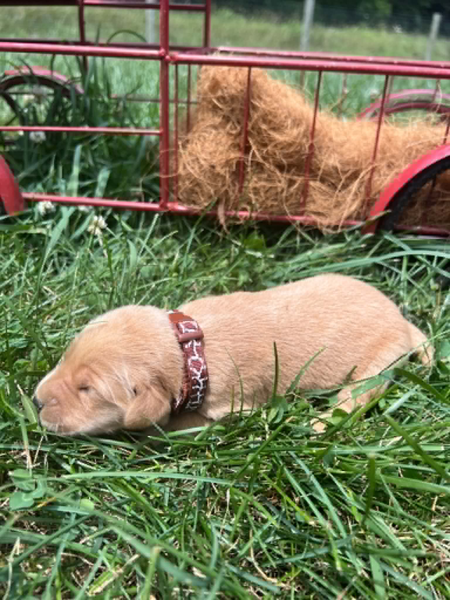A purebred Golden Retriever puppy with a pink curtain and red rose flowers around him.