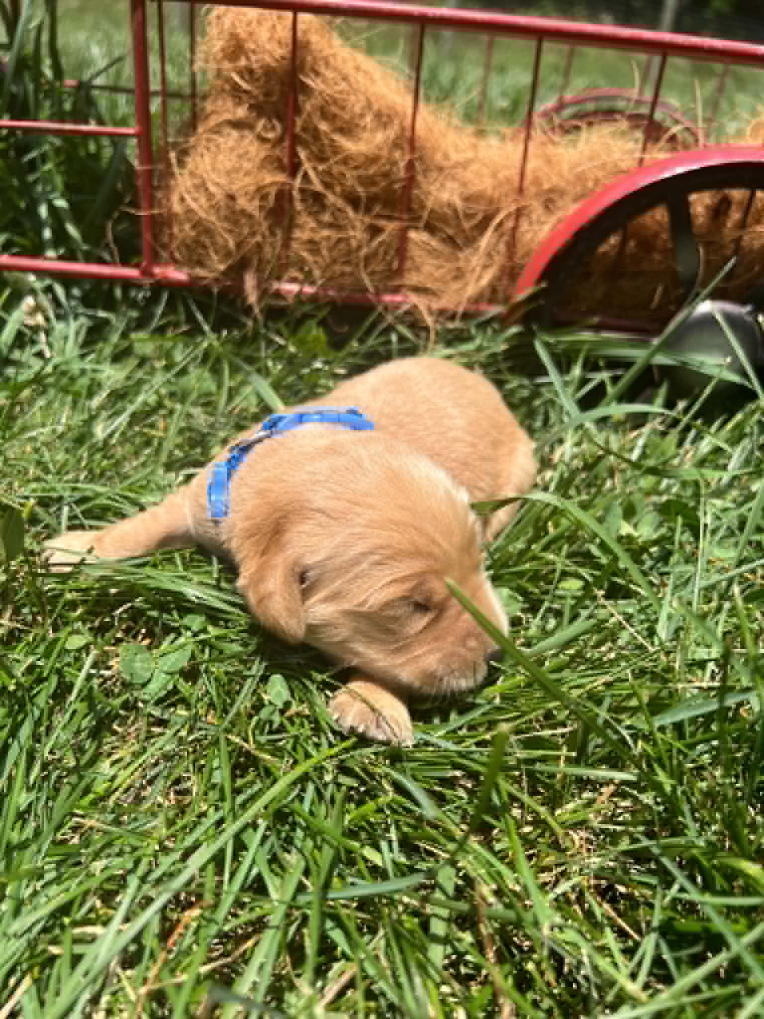 A purebred Golden Retriever puppy with a pink curtain and red rose flowers around him.