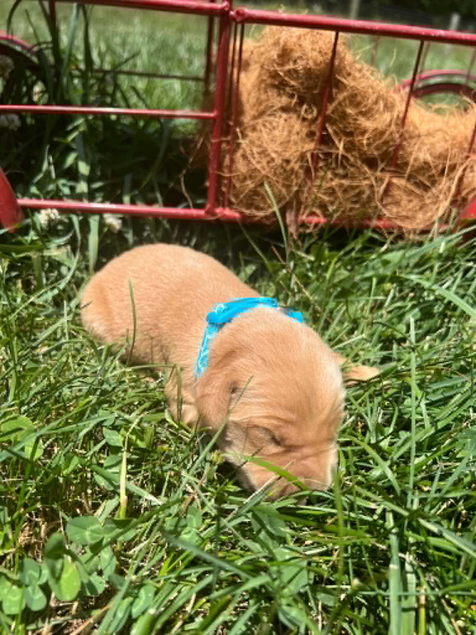 A purebred Golden Retriever puppy with a pink curtain and red rose flowers around him.