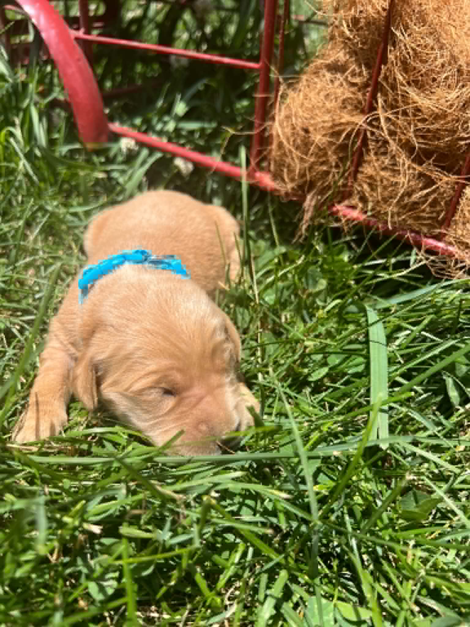 A purebred Golden Retriever puppy with a pink curtain and red rose flowers around him.