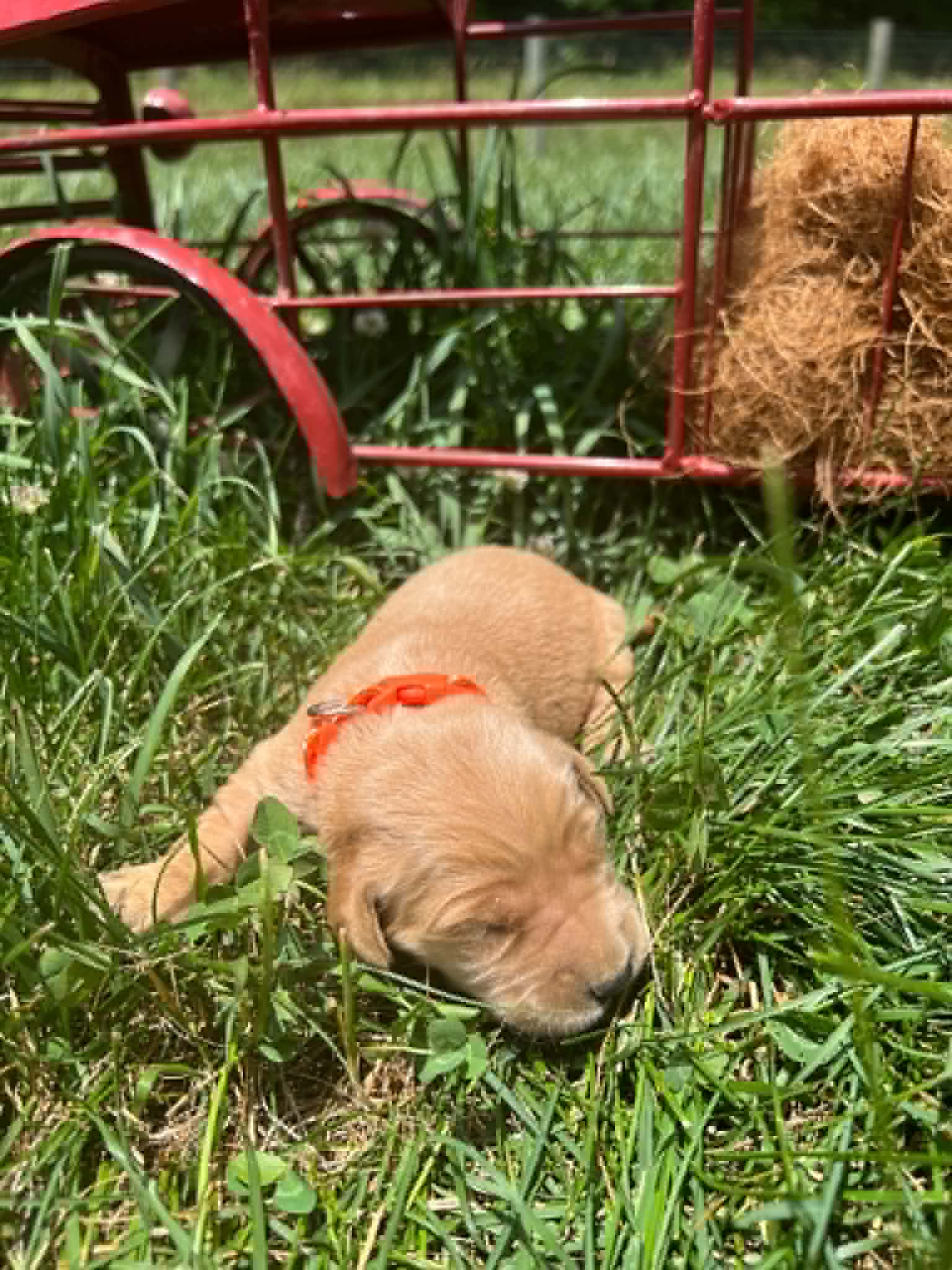 A purebred Golden Retriever puppy with a pink curtain and red rose flowers around him.