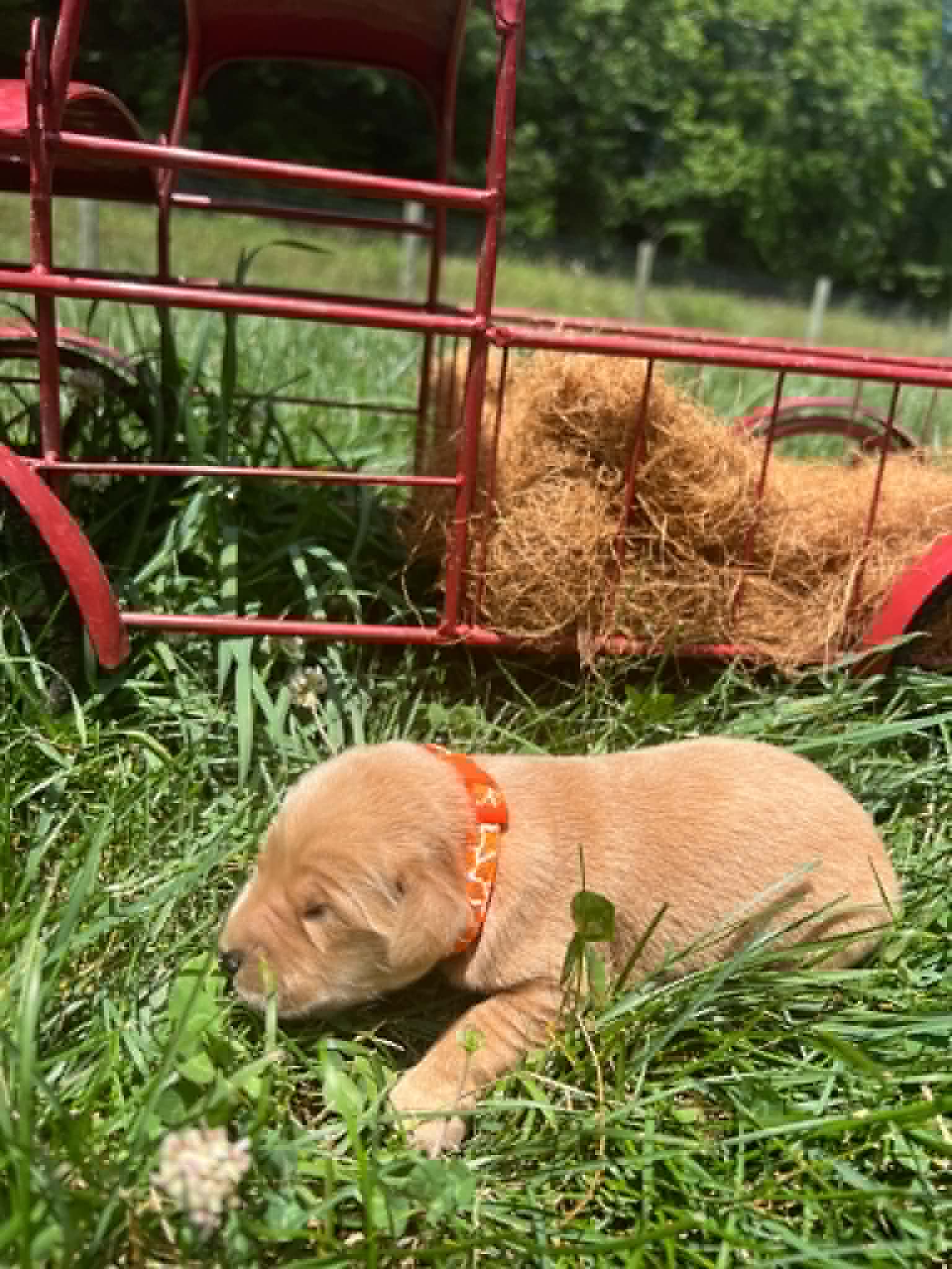 A purebred Golden Retriever puppy with a pink curtain and red rose flowers around him.