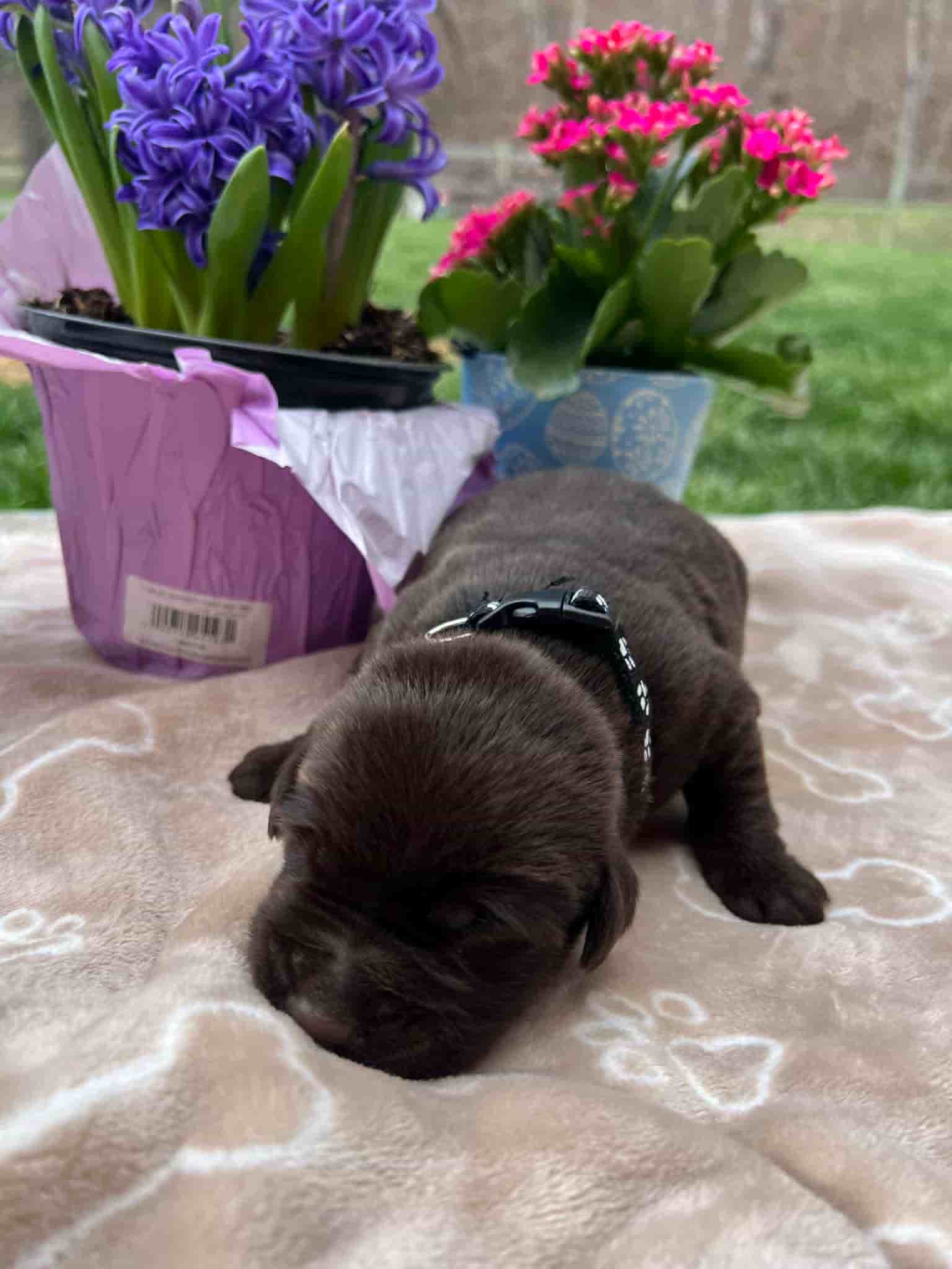 A purebred chocolate Labrador Retriever puppy with a pink curtain and red rose flowers around him.