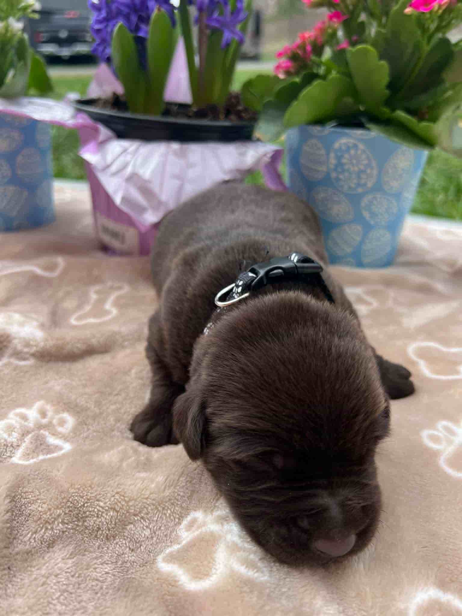 A purebred chocolate Labrador Retriever puppy with a pink curtain and red rose flowers around him.