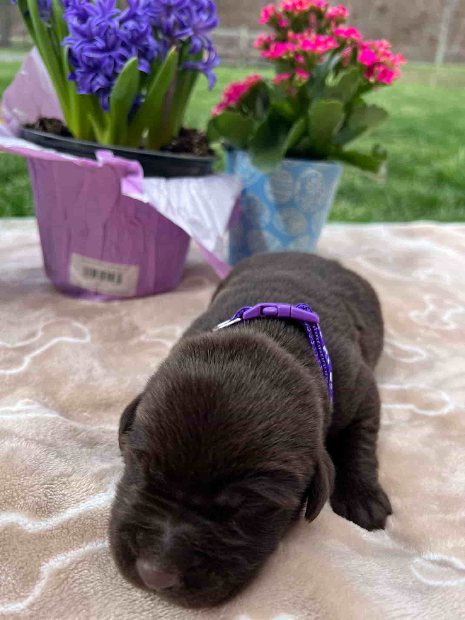 A purebred chocolate Labrador Retriever puppy with a pink curtain and red rose flowers around him.