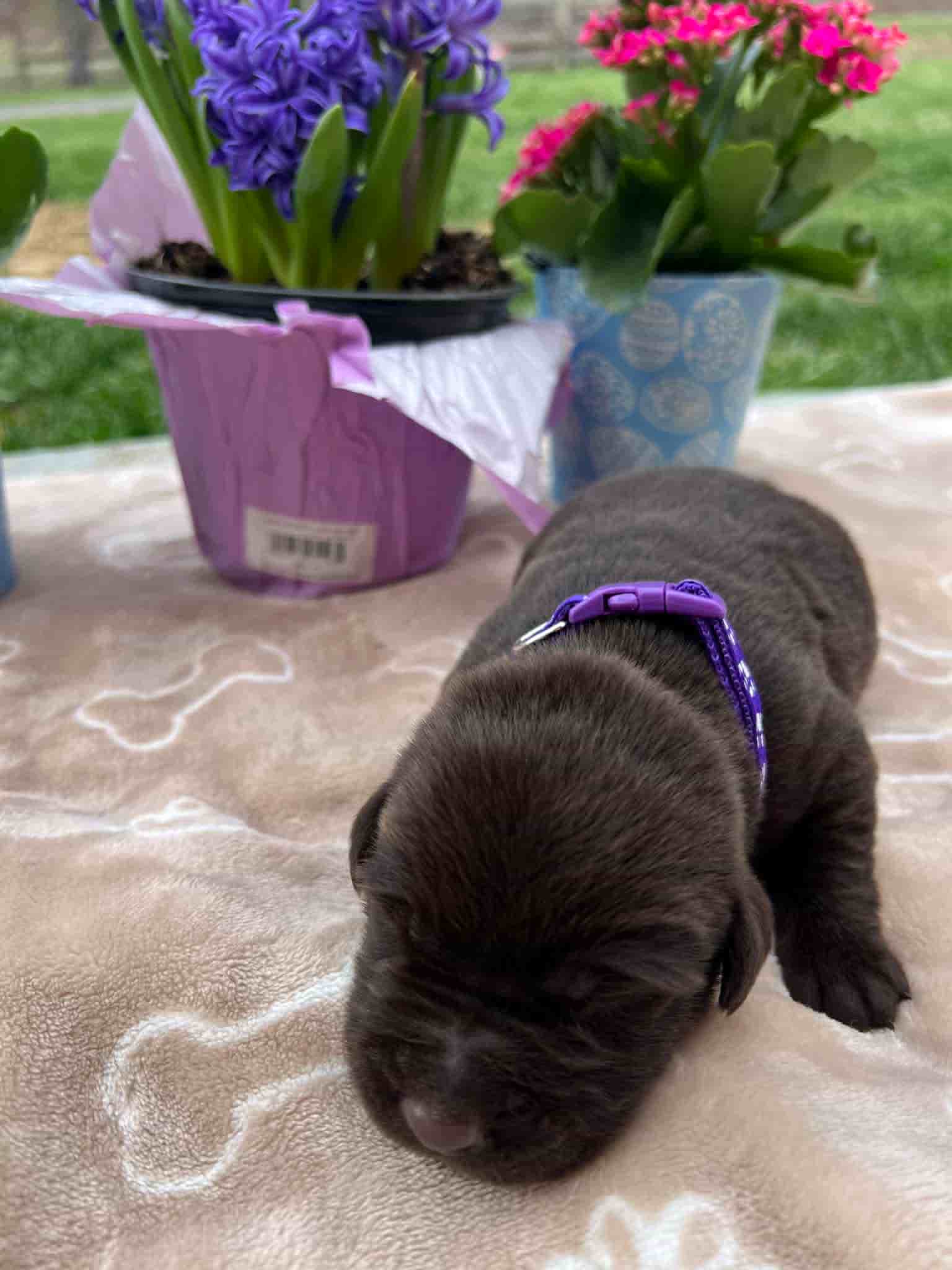 A purebred chocolate Labrador Retriever puppy with a pink curtain and red rose flowers around him.