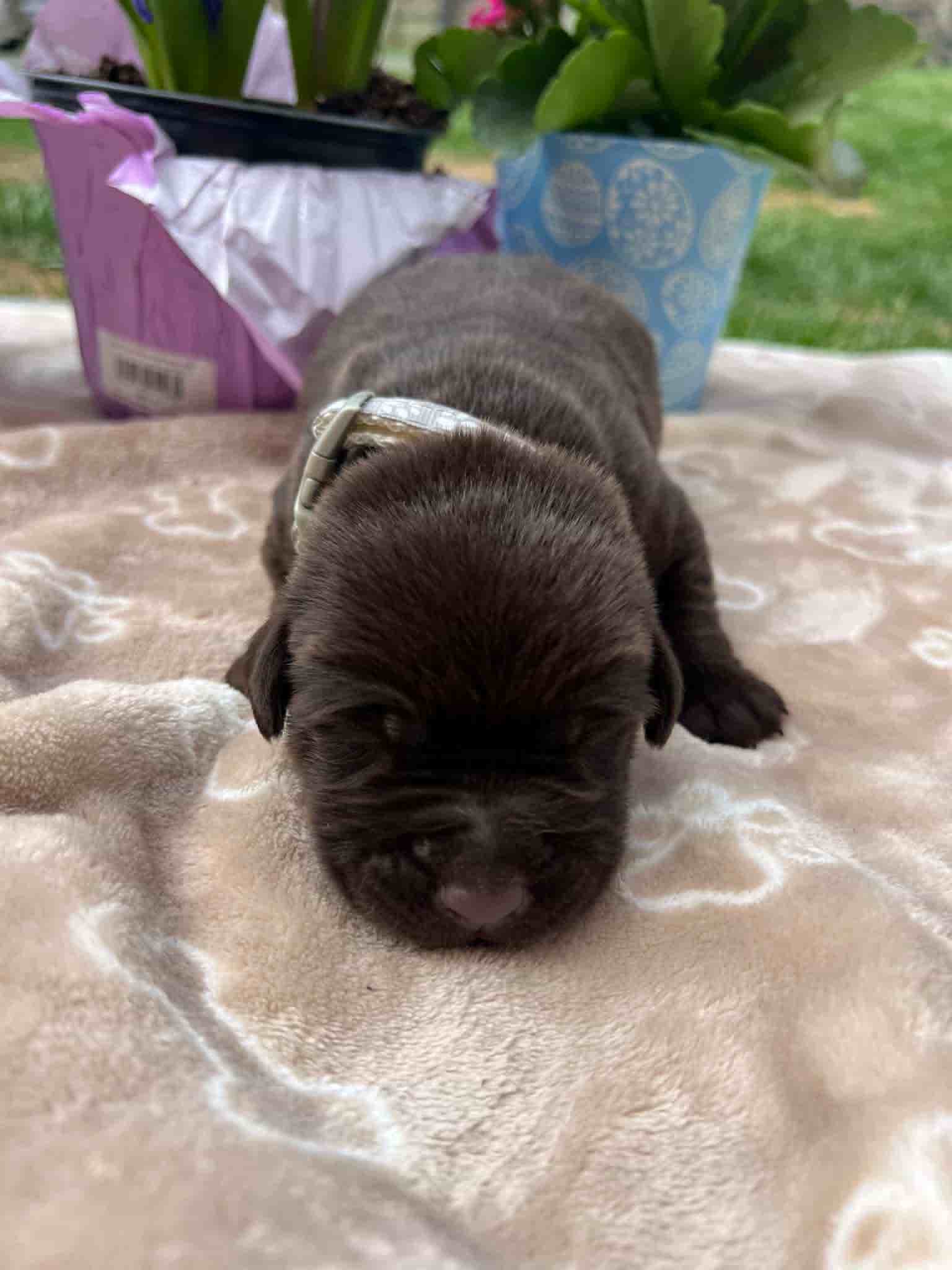 A purebred chocolate Labrador Retriever puppy with a pink curtain and red rose flowers around him.
