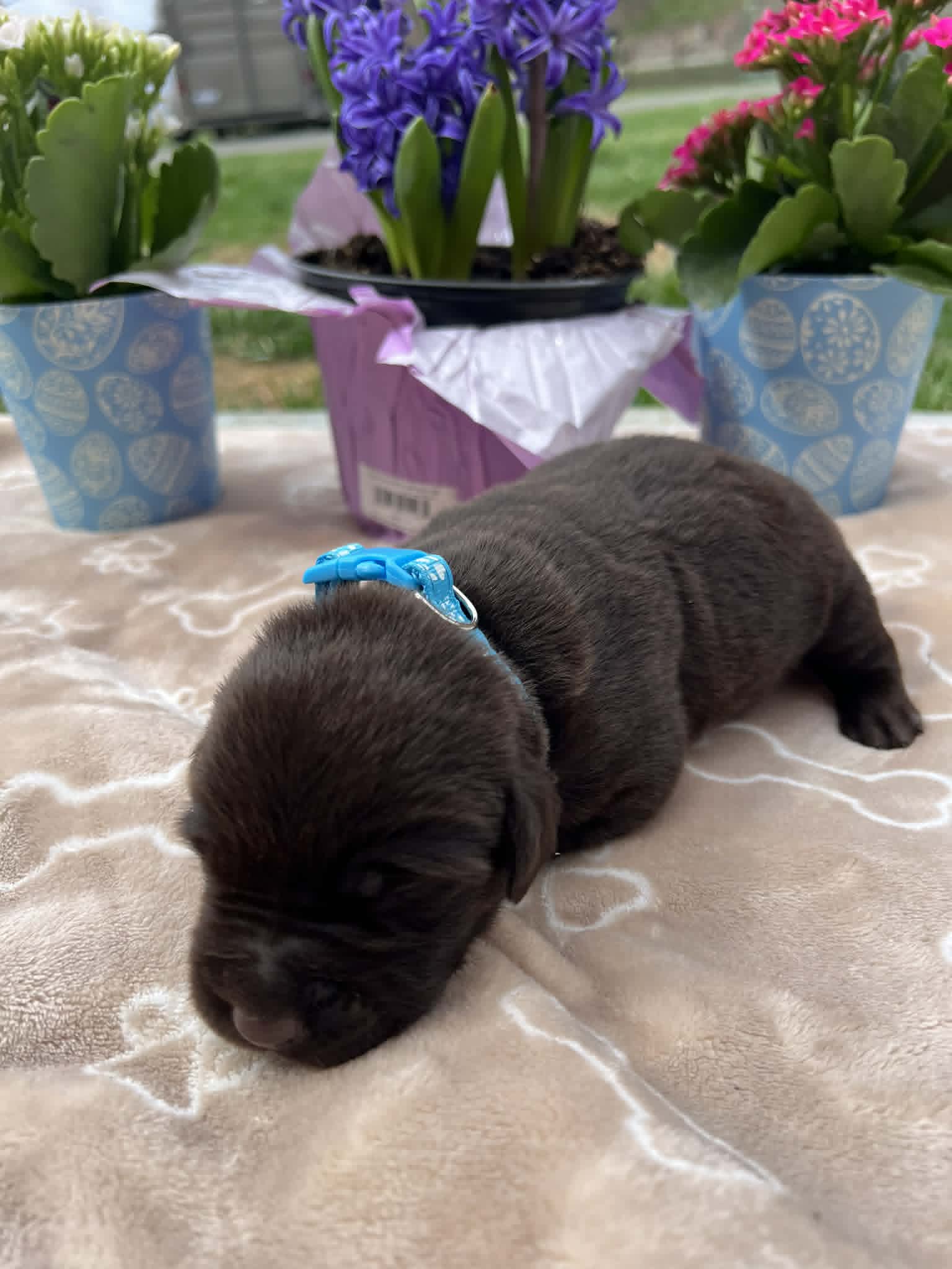 A purebred chocolate Labrador Retriever puppy with a pink curtain and red rose flowers around him.