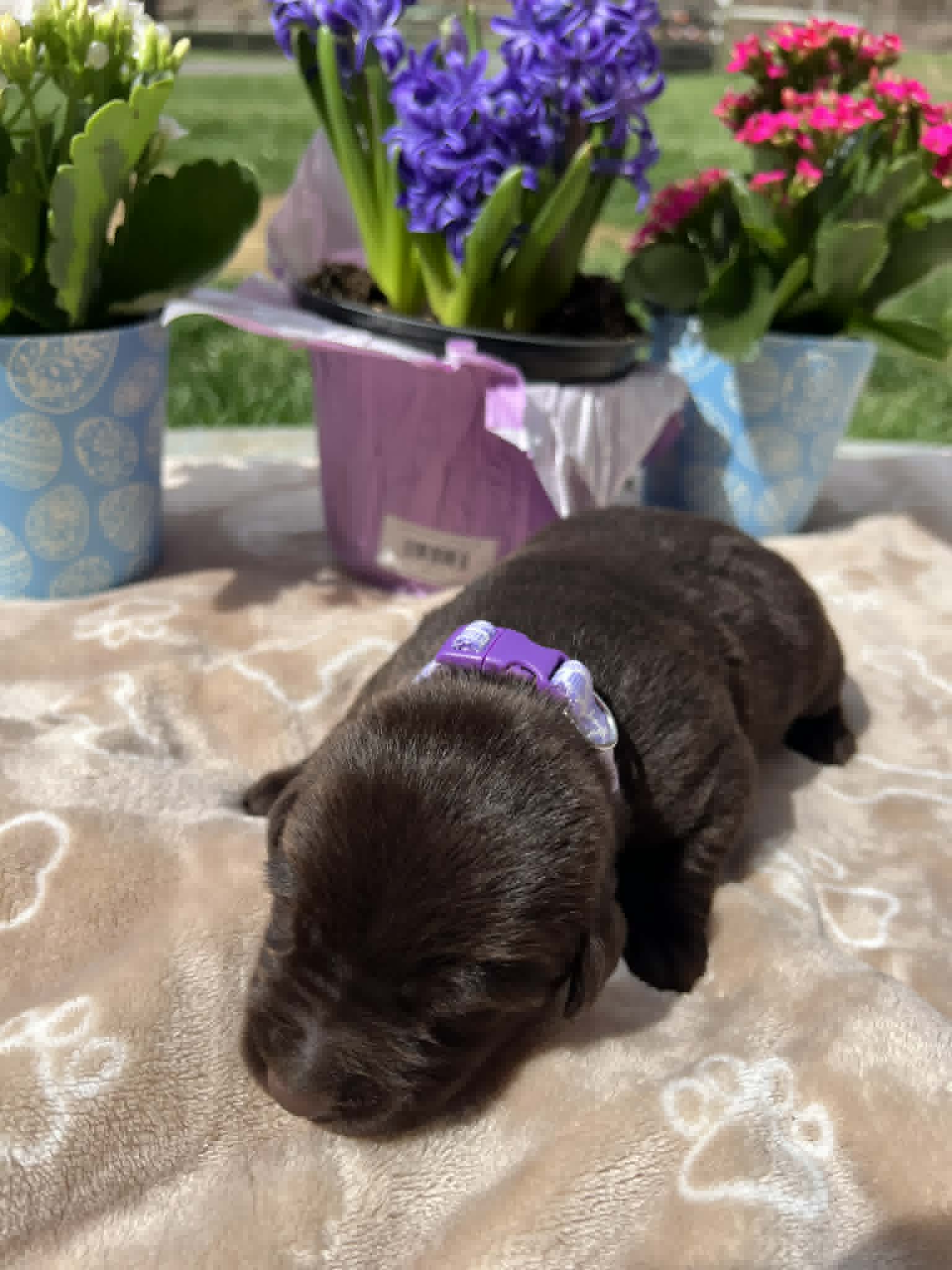 A purebred chocolate Labrador Retriever puppy with a pink curtain and red rose flowers around him.