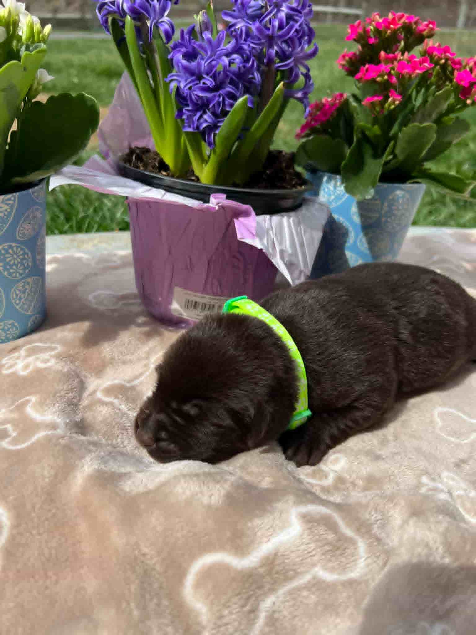 A purebred chocolate Labrador Retriever puppy with a pink curtain and red rose flowers around him.