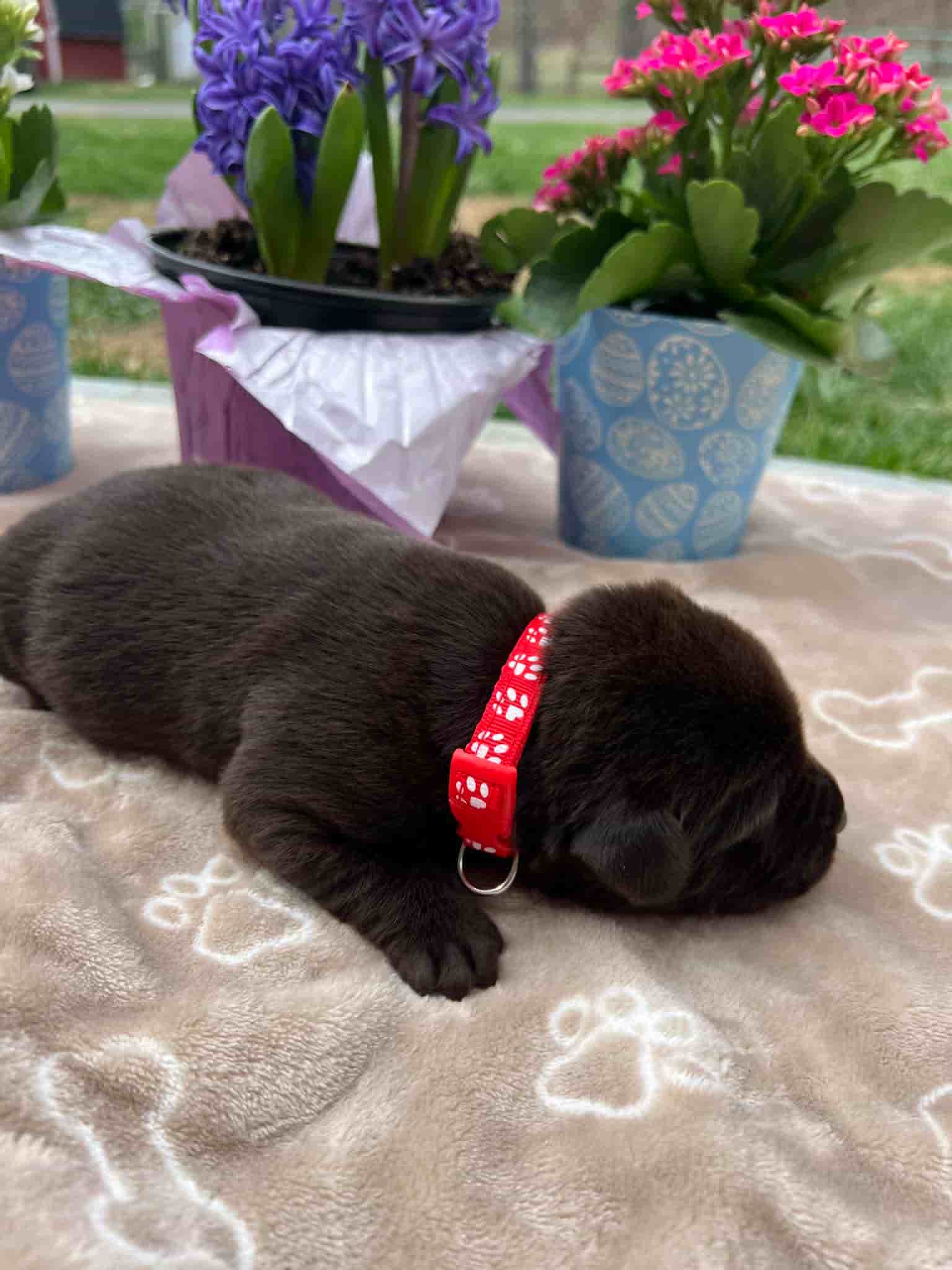 A purebred chocolate Labrador Retriever puppy with a pink curtain and red rose flowers around him.