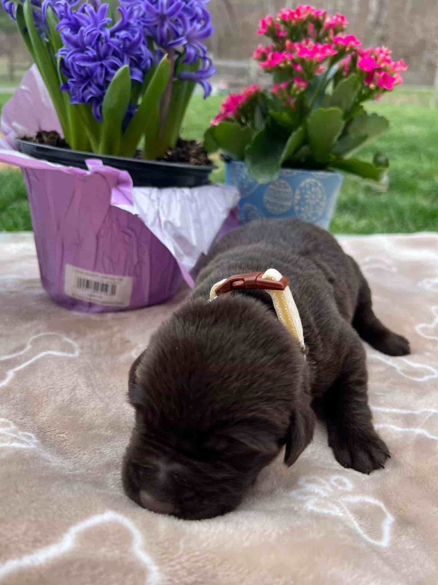 A purebred chocolate Labrador Retriever puppy with a pink curtain and red rose flowers around him.