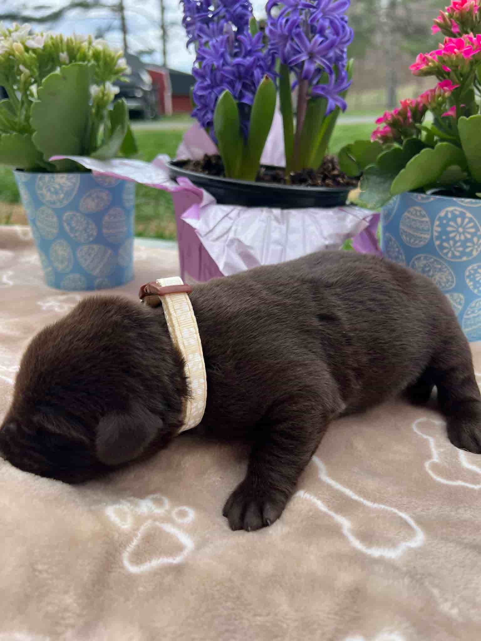 A purebred chocolate Labrador Retriever puppy with a pink curtain and red rose flowers around him.