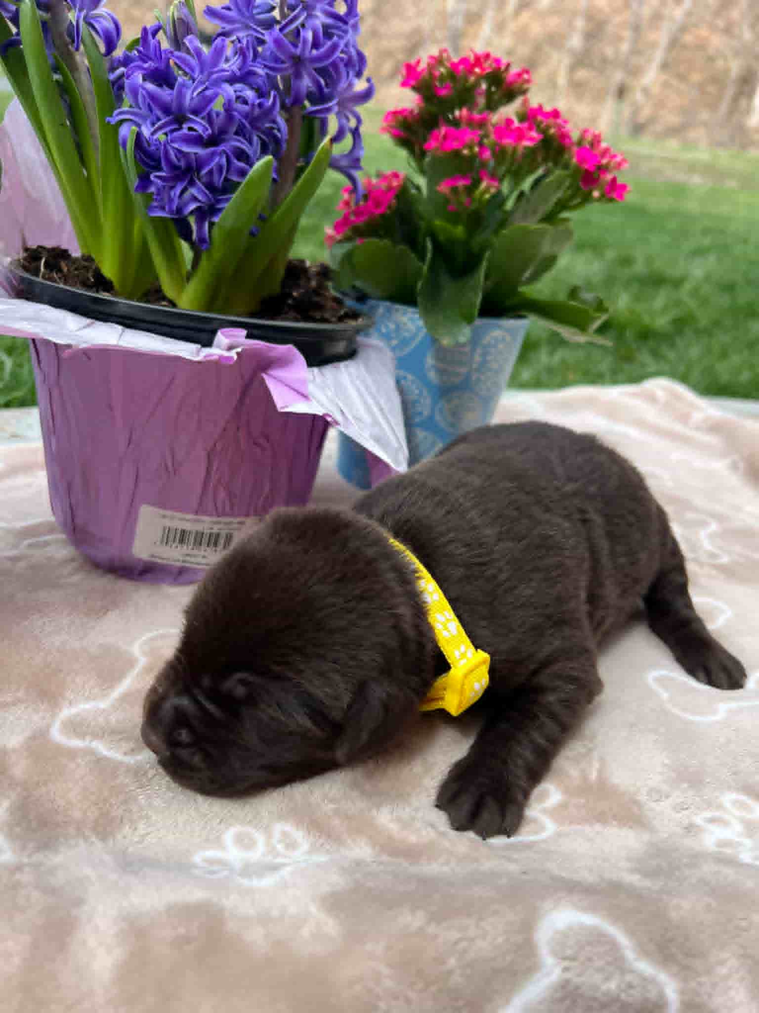 A purebred chocolate Labrador Retriever puppy with a pink curtain and red rose flowers around him.