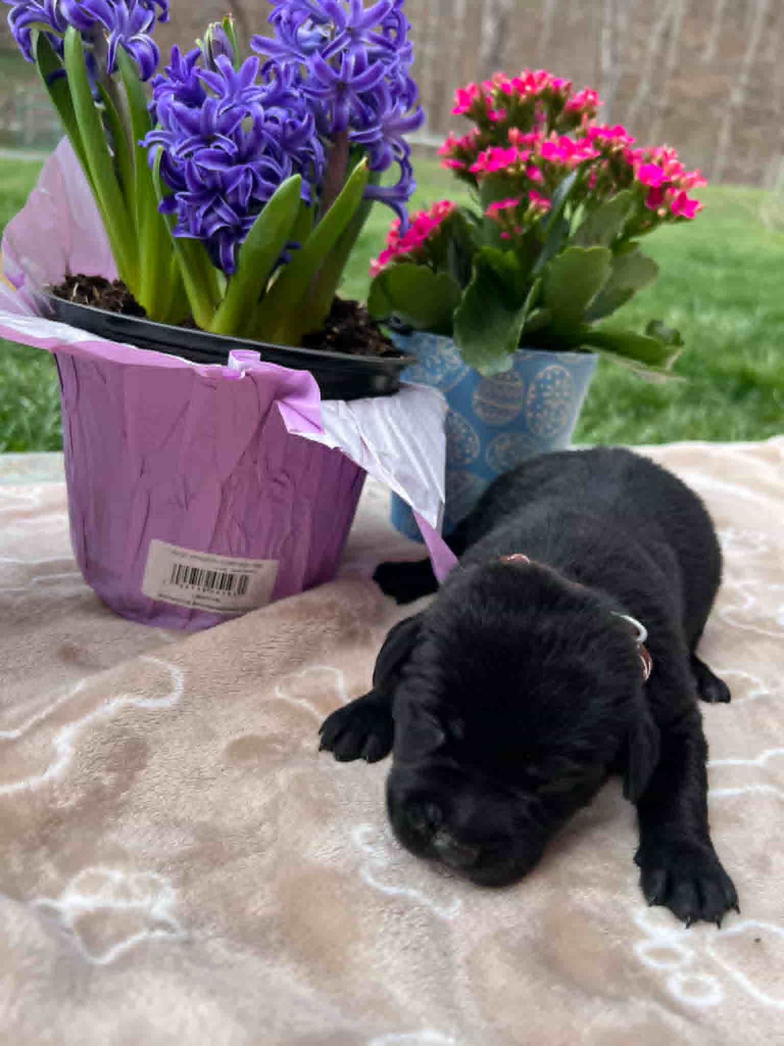 A purebred black Labrador Retriever puppy with a pink curtain and red rose flowers around him.