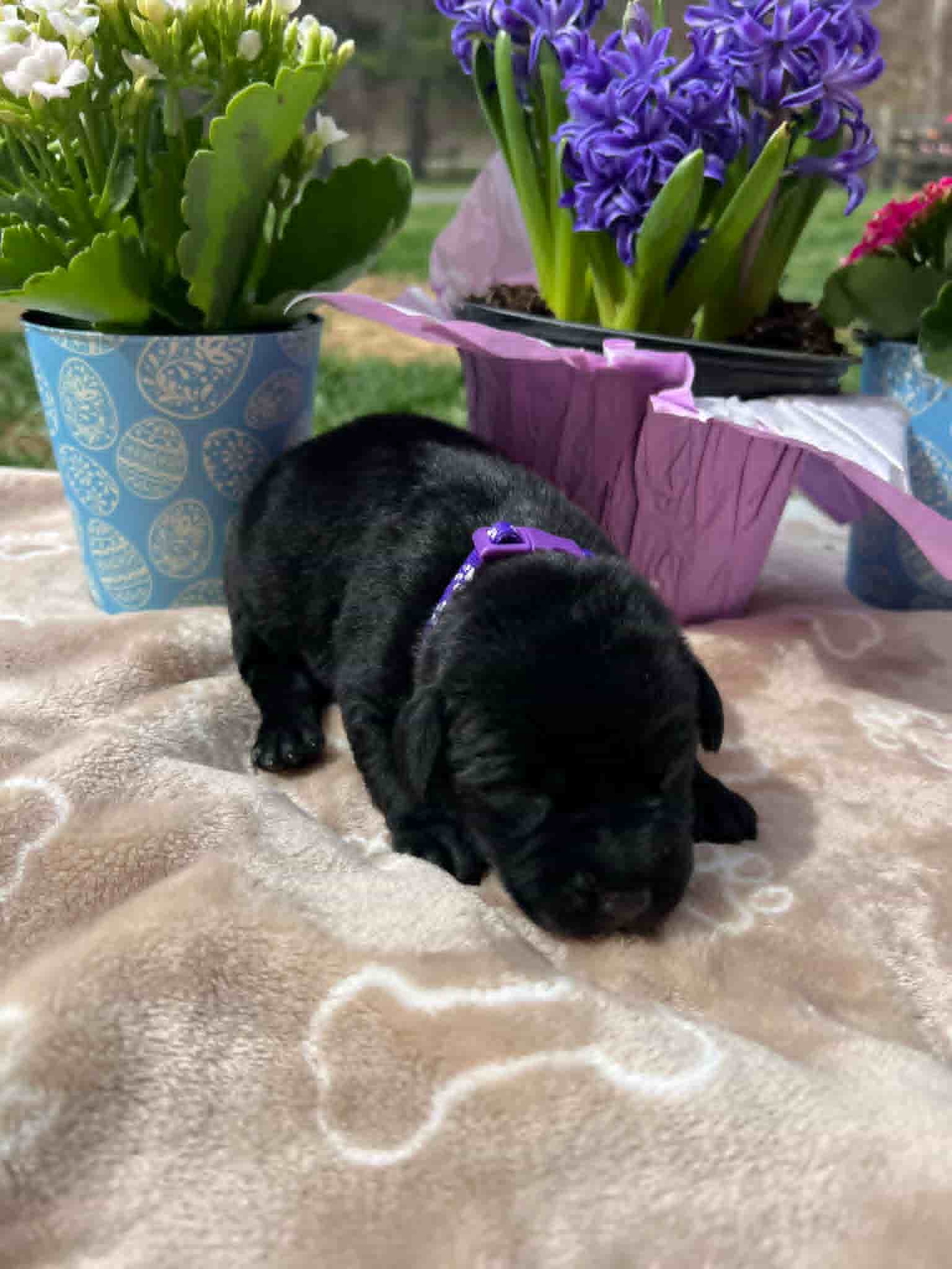 A purebred black Labrador Retriever puppy with a pink curtain and red rose flowers around him.