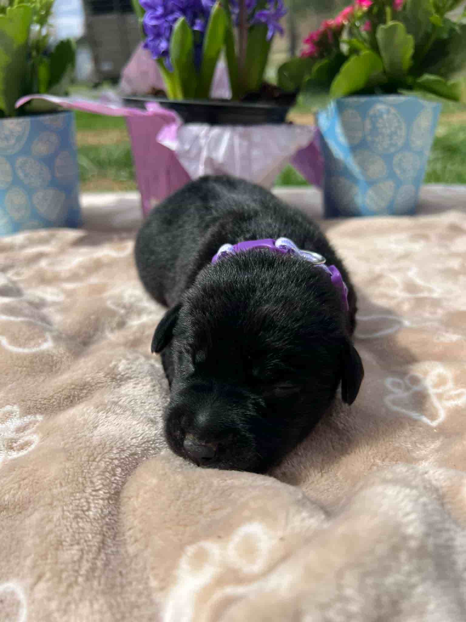 A purebred black Labrador Retriever puppy with a pink curtain and red rose flowers around him.