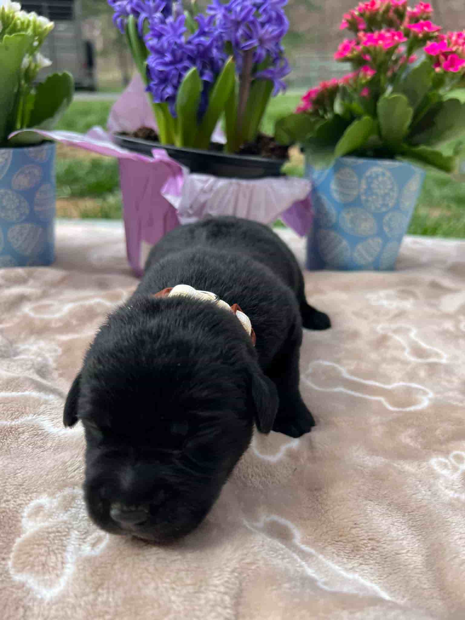 A purebred black Labrador Retriever puppy with a pink curtain and red rose flowers around him.