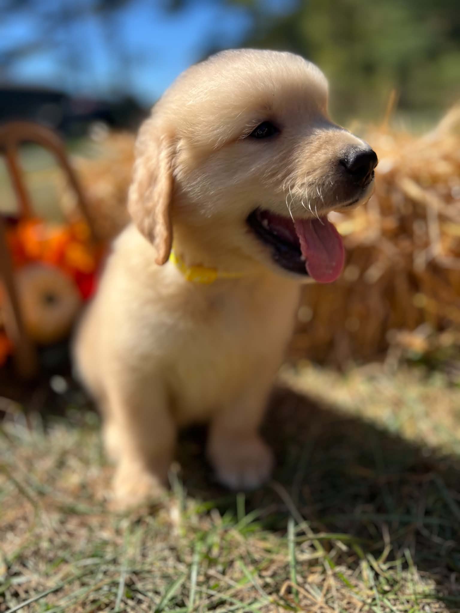 A purebred Golden Retriever puppy outdoors in natural daylight.