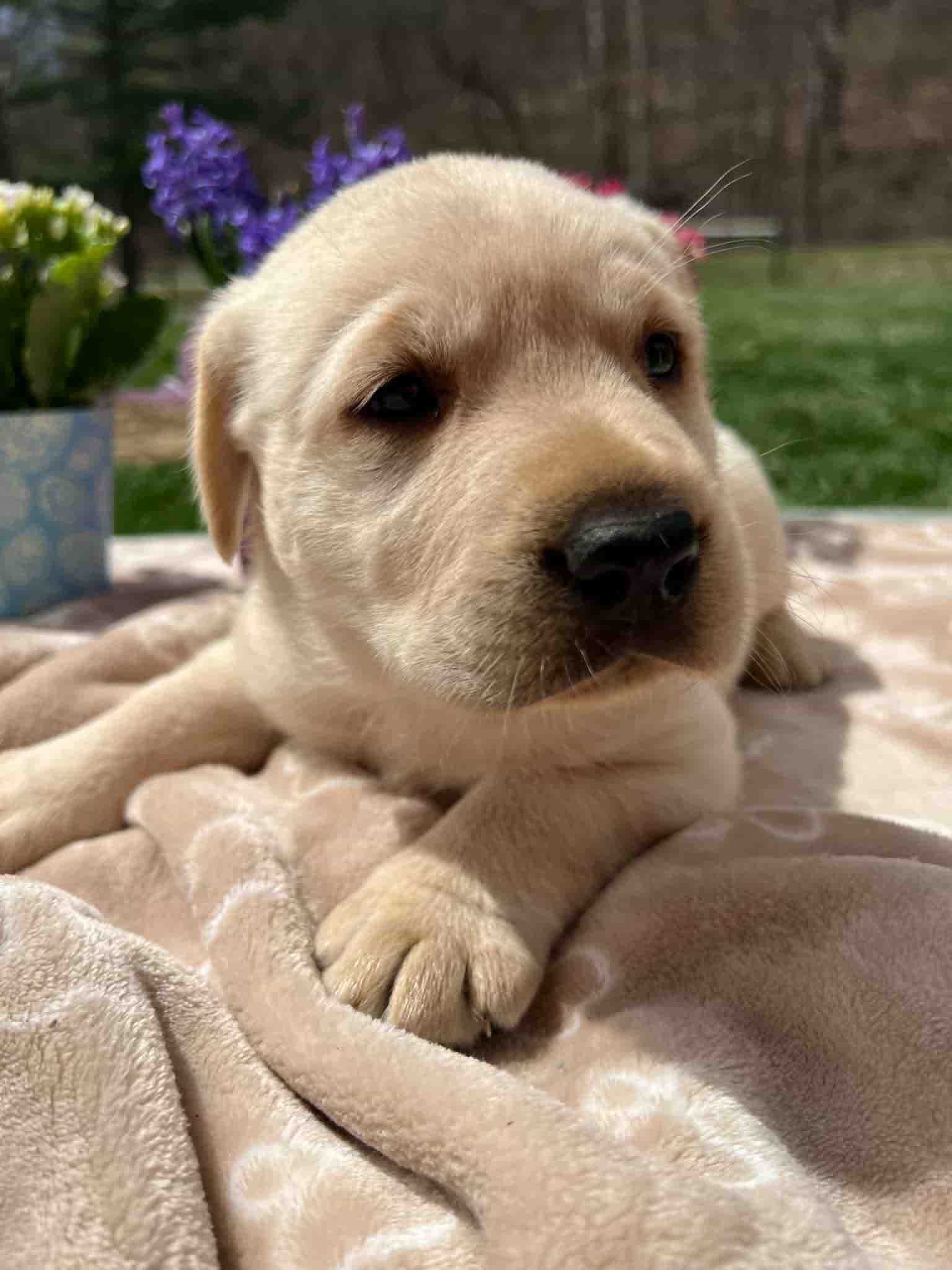 A purebred yellow Labrador Retriever puppy with a pink curtain and red rose flowers around him.