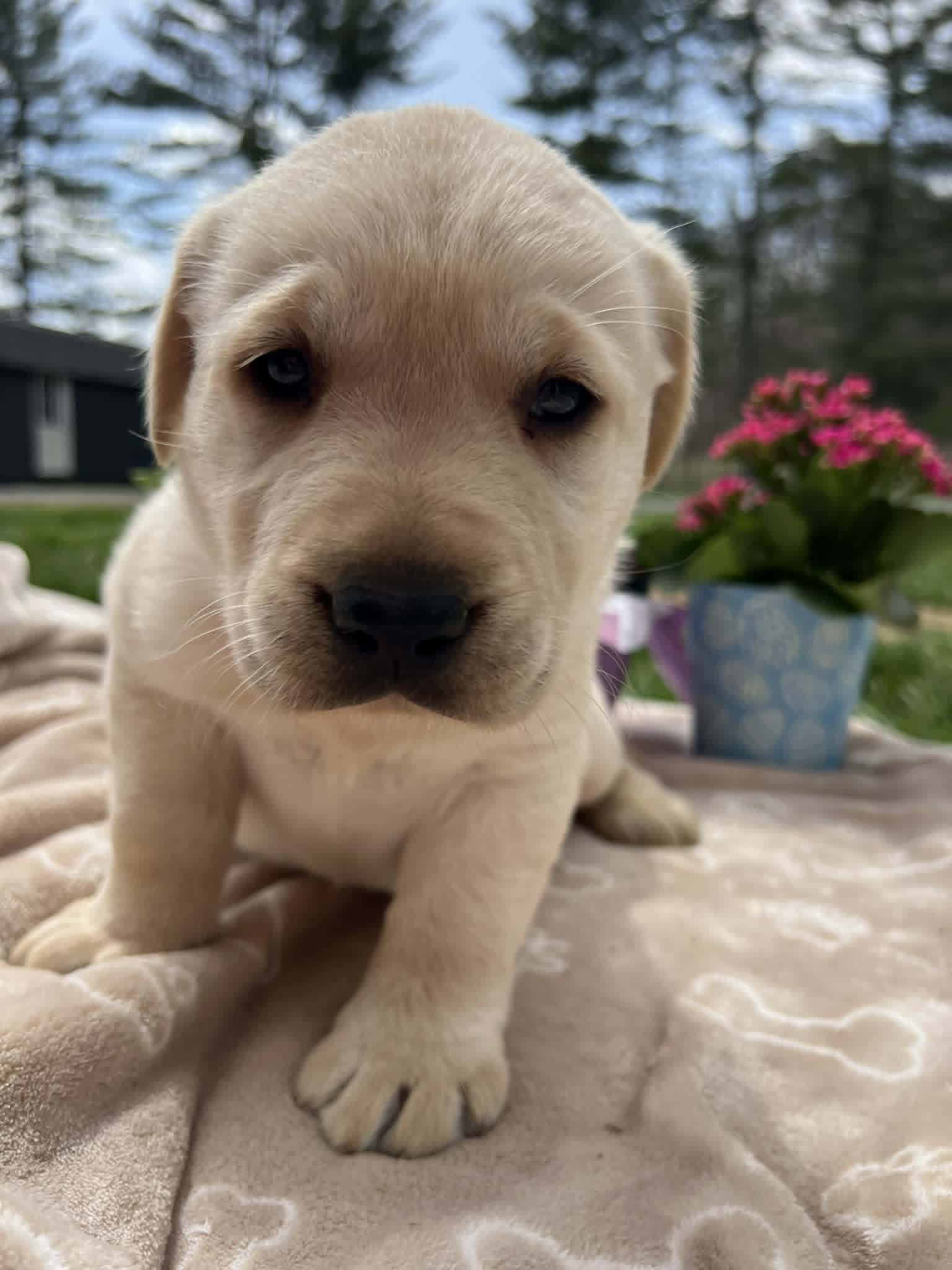 A purebred yellow Labrador Retriever puppy with a pink curtain and red rose flowers around him.