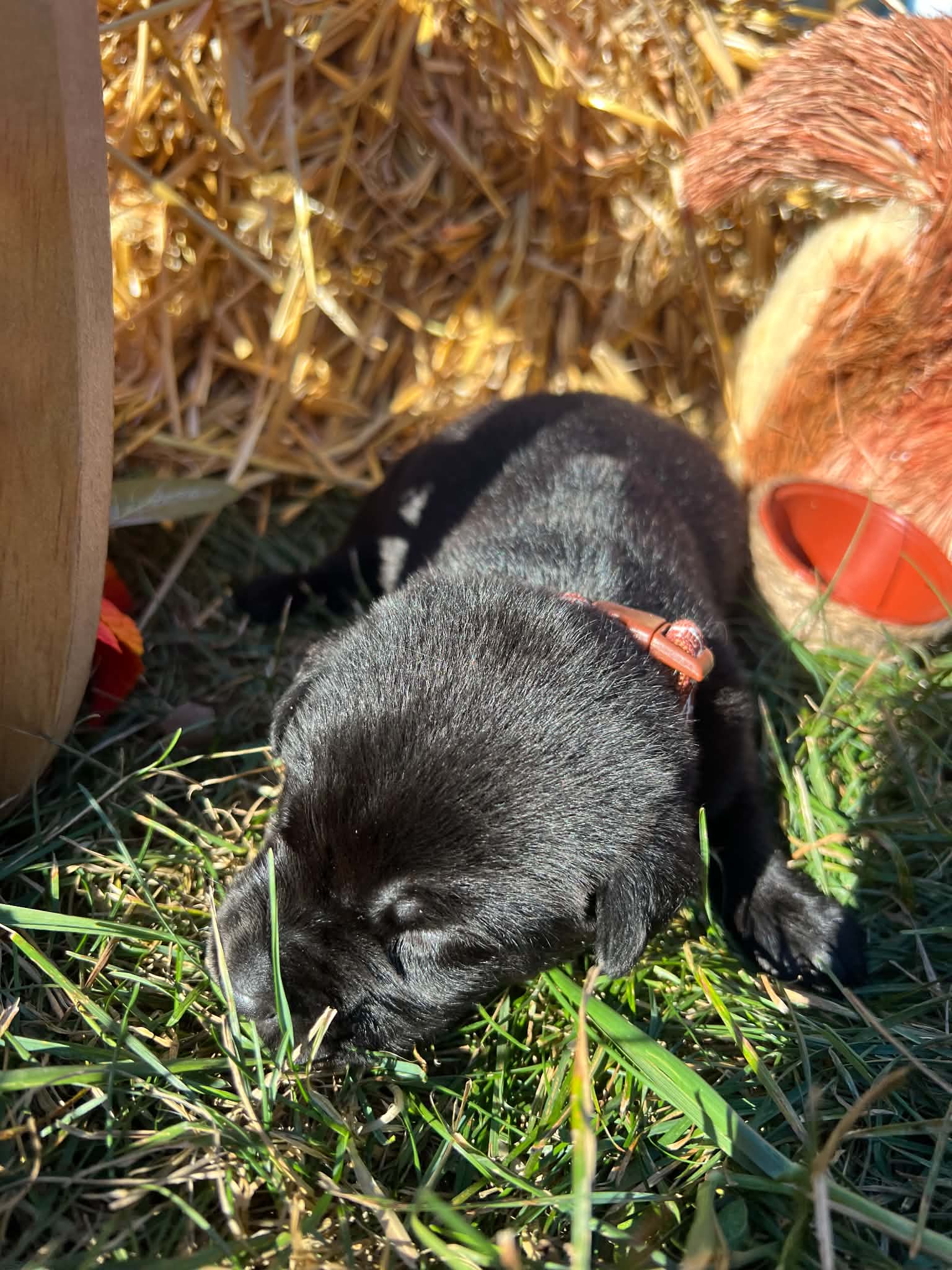 A purebred Labrador Retriever puppy outside in natural daylight.