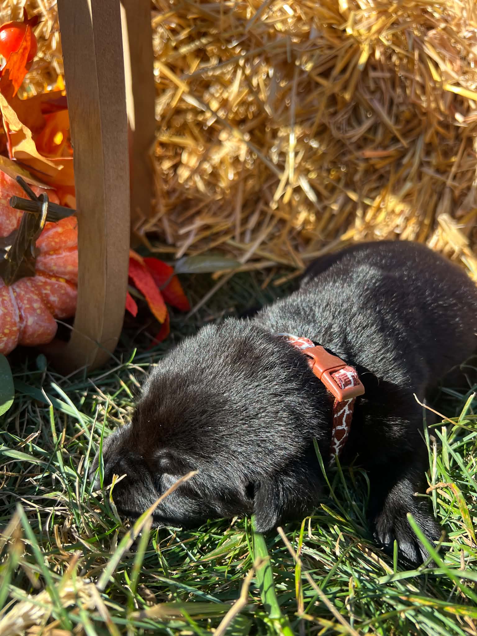 A purebred Labrador Retriever puppy outside in natural daylight.