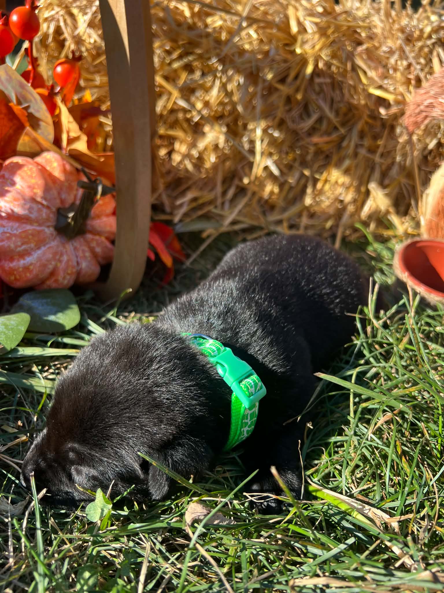 A purebred Labrador Retriever puppy outside in natural daylight.