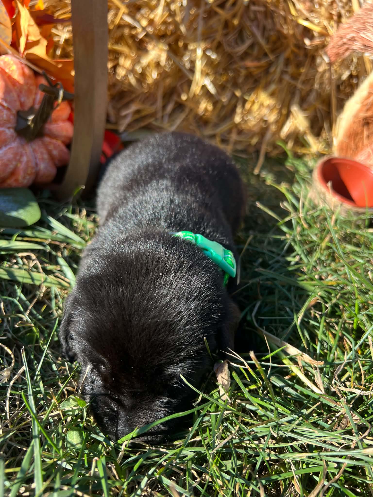 A purebred Labrador Retriever puppy outside in natural daylight.