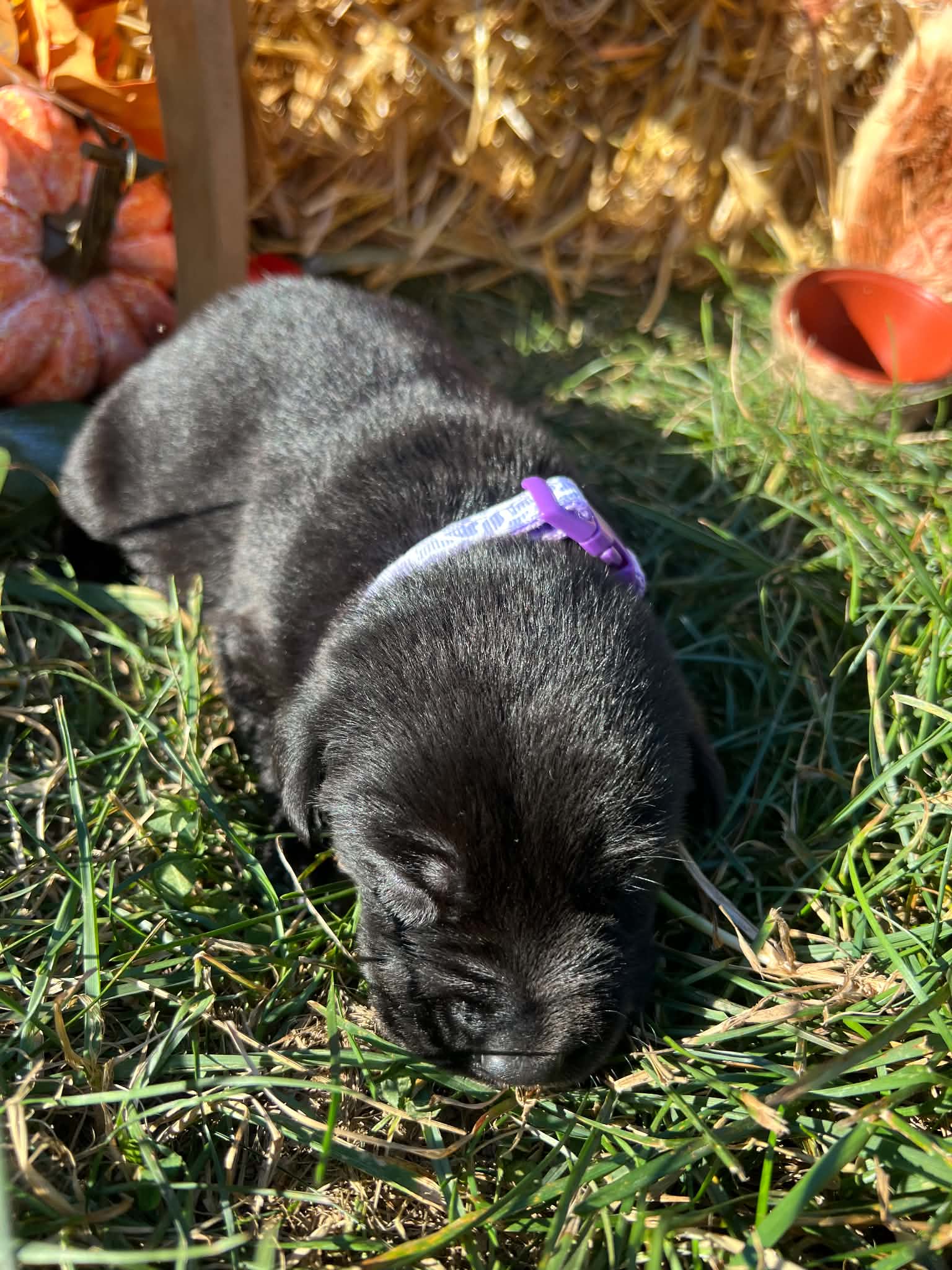 A purebred Labrador Retriever puppy outside in natural daylight.