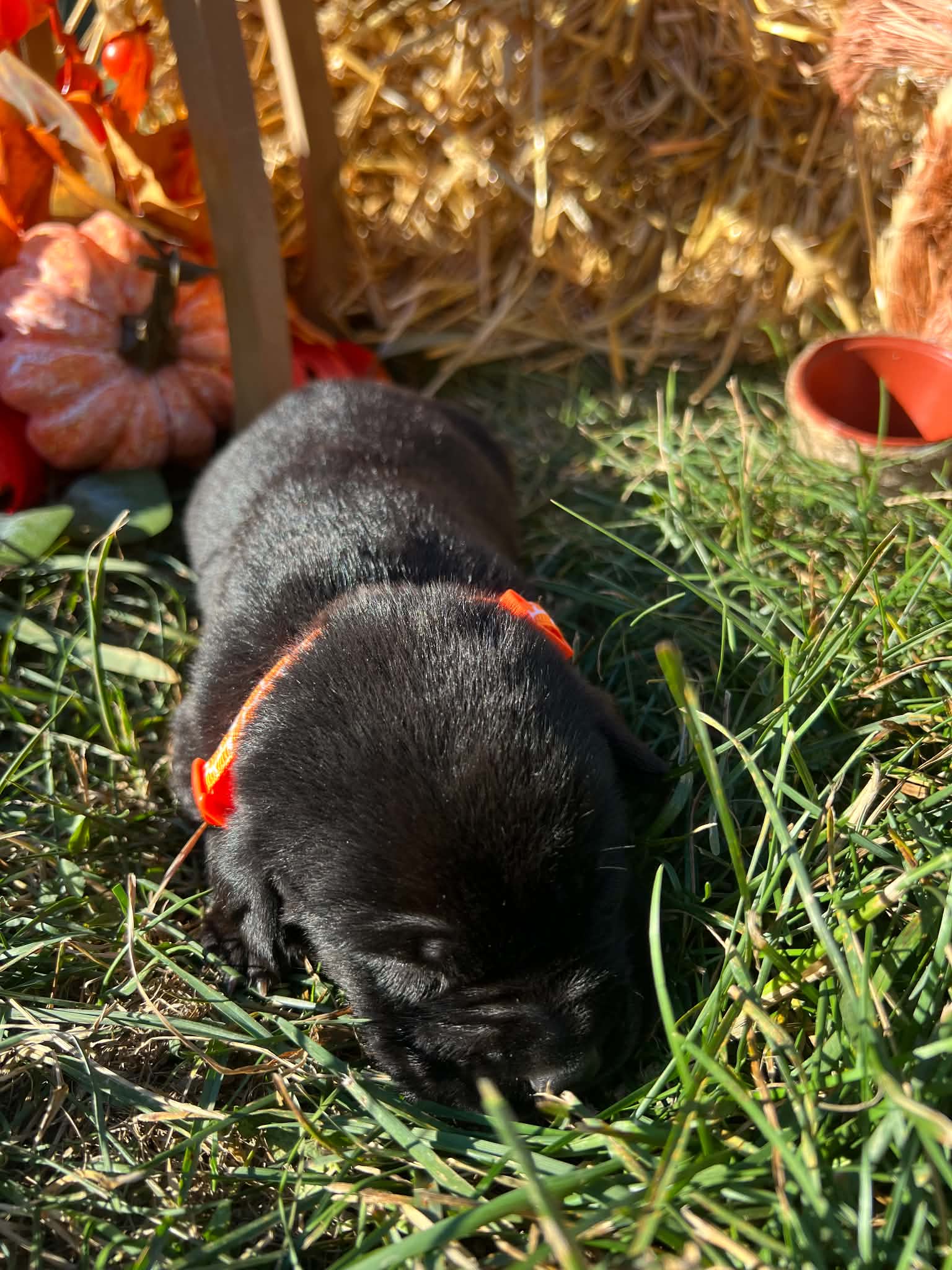 A purebred Labrador Retriever puppy outside in natural daylight.