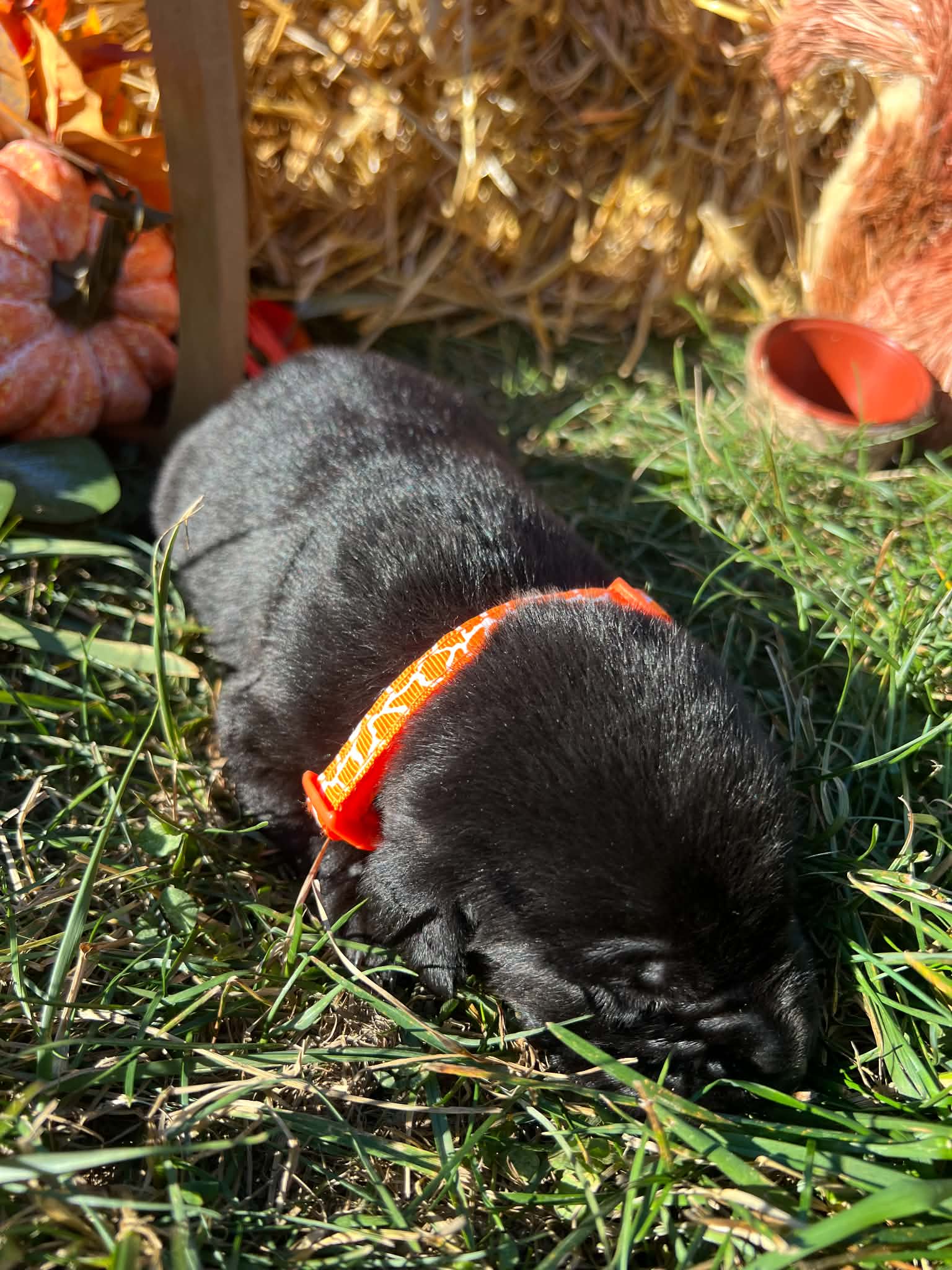 A purebred Labrador Retriever puppy outside in natural daylight.