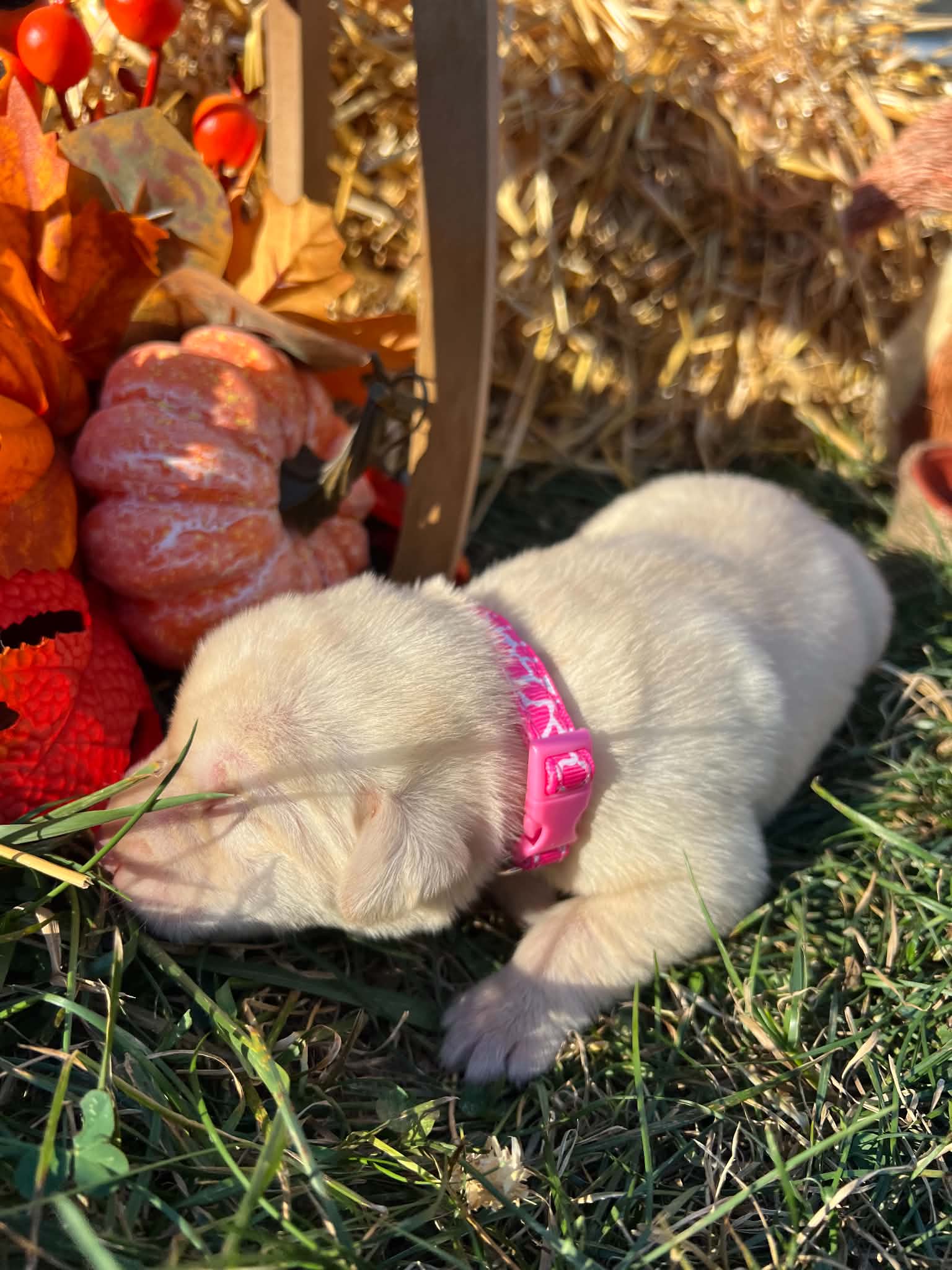 A purebred Labrador Retriever puppy outside in natural daylight.