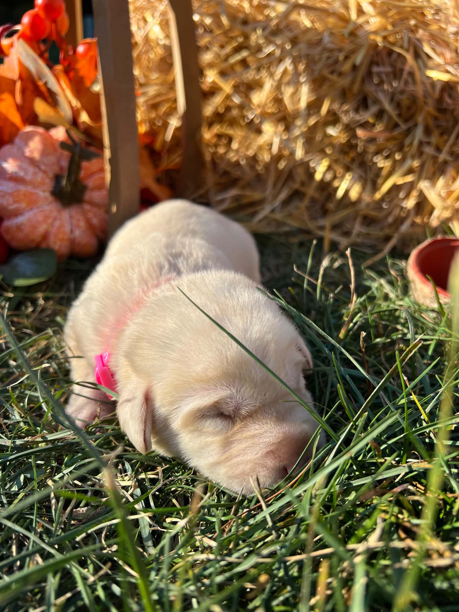A purebred Labrador Retriever puppy outside in natural daylight.
