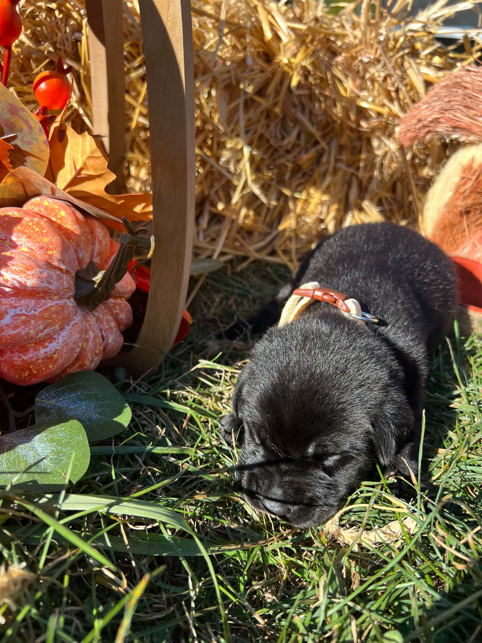 A purebred Labrador Retriever puppy outside in natural daylight.
