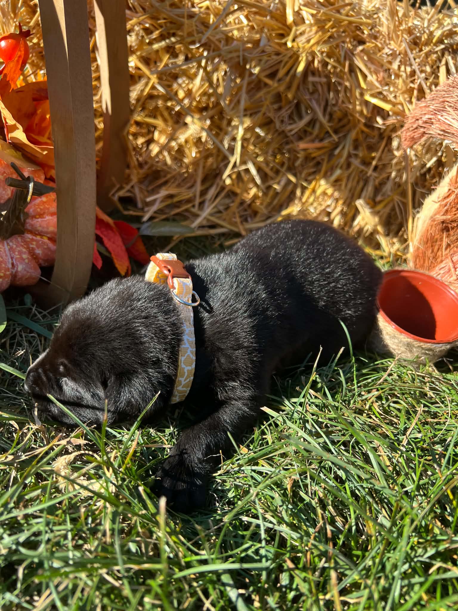 A purebred Labrador Retriever puppy outside in natural daylight.