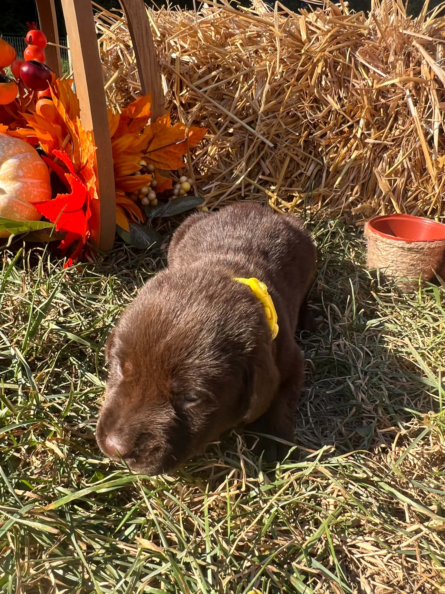 A purebred Labrador Retriever puppy outside in natural daylight.