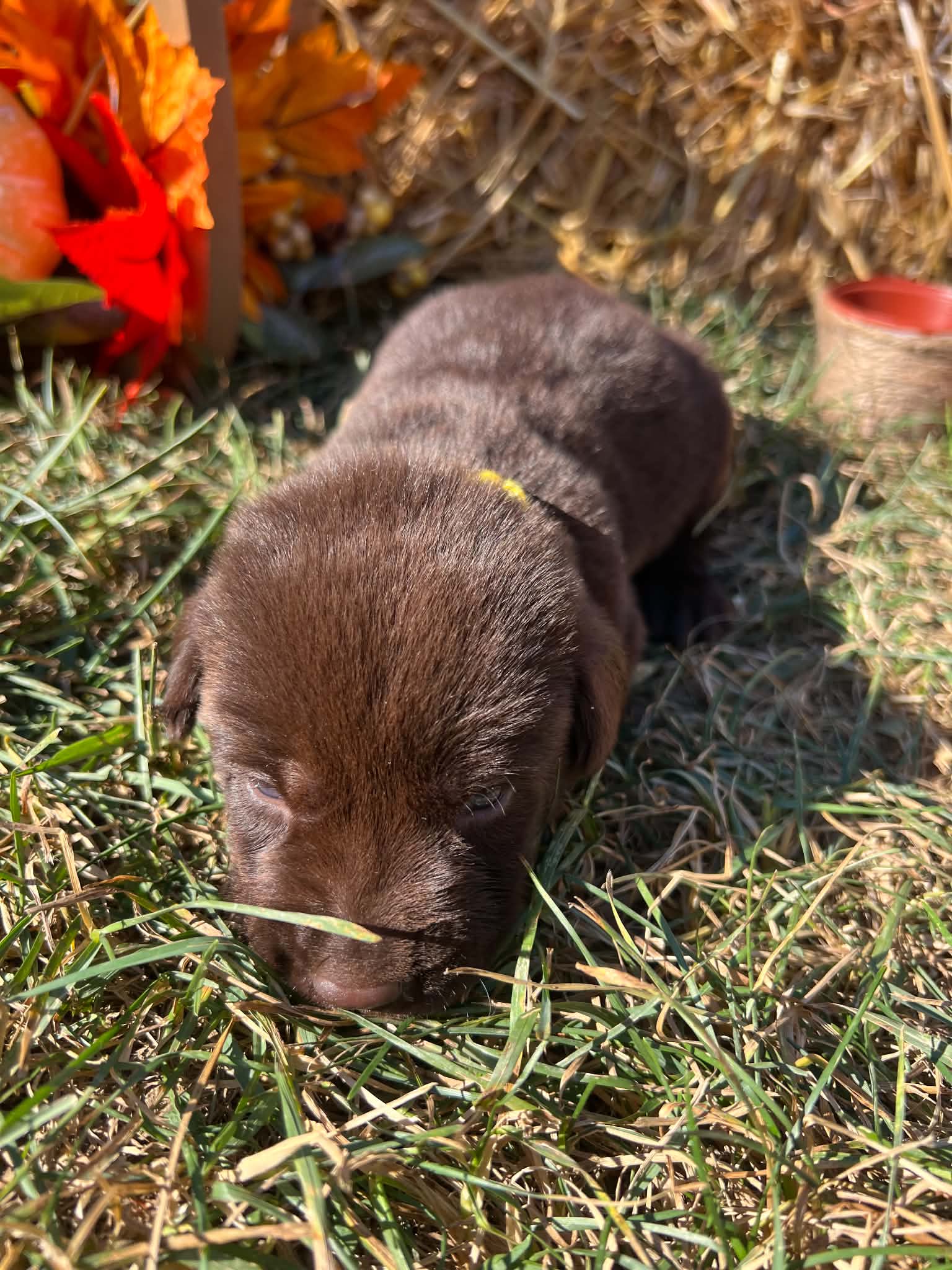 A purebred Labrador Retriever puppy outside in natural daylight.