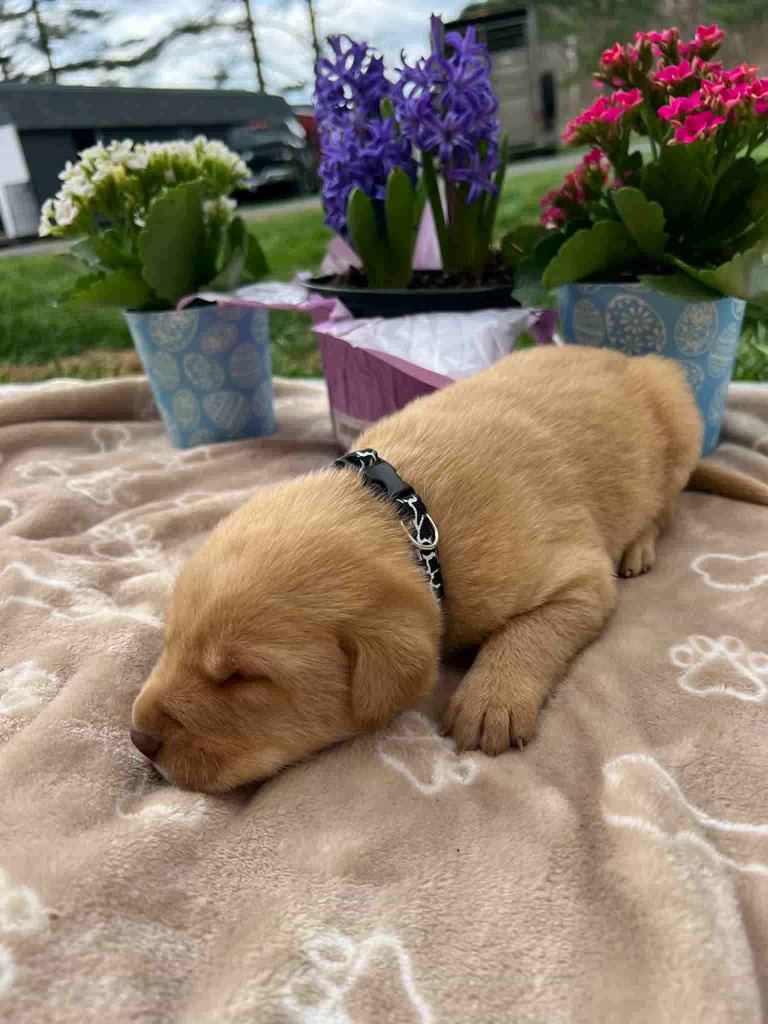 A purebred fox red Labrador Retriever puppy with a pink curtain and red rose flowers around him.