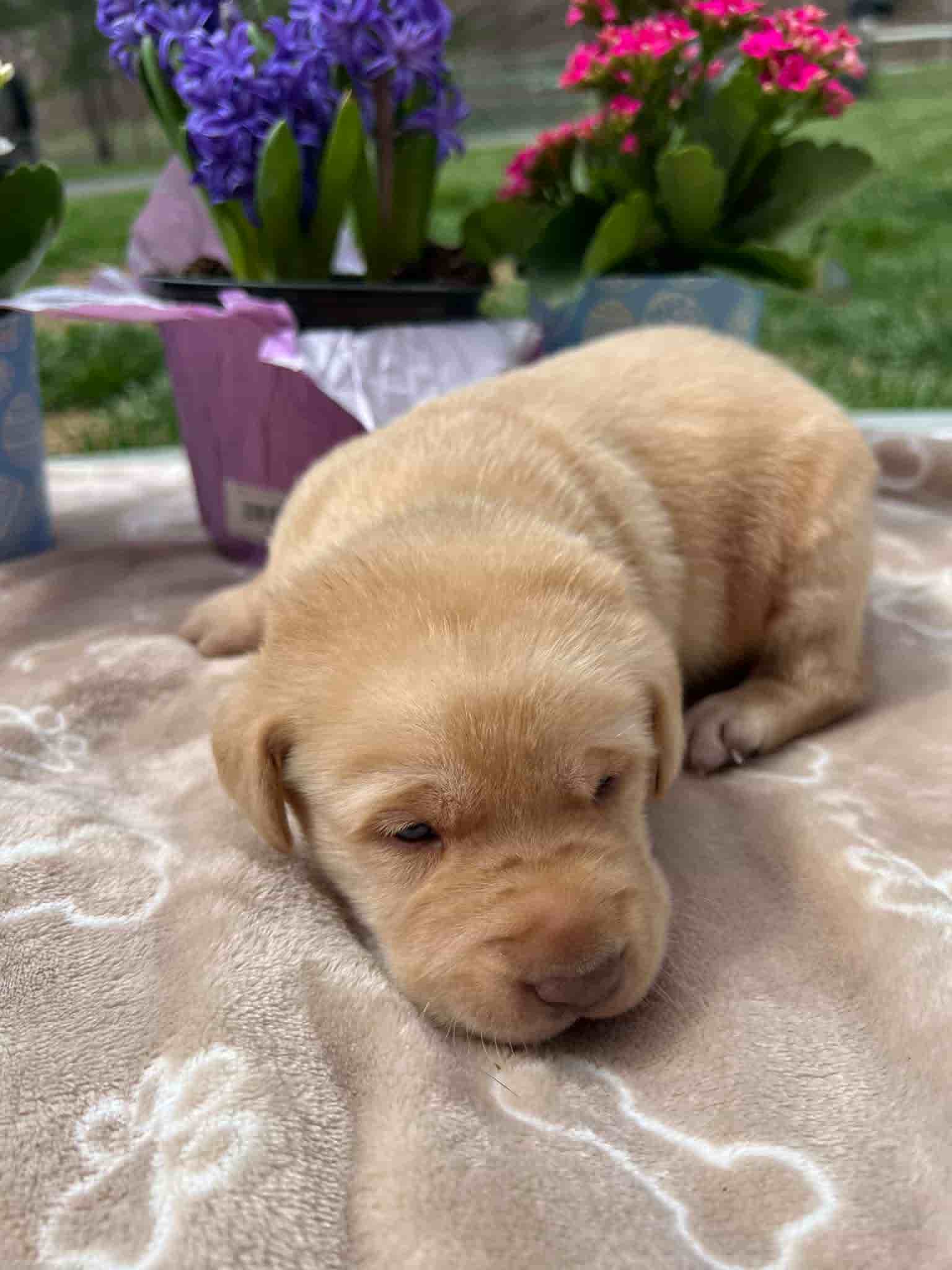 A purebred fox red Labrador Retriever puppy with a pink curtain and red rose flowers around him.