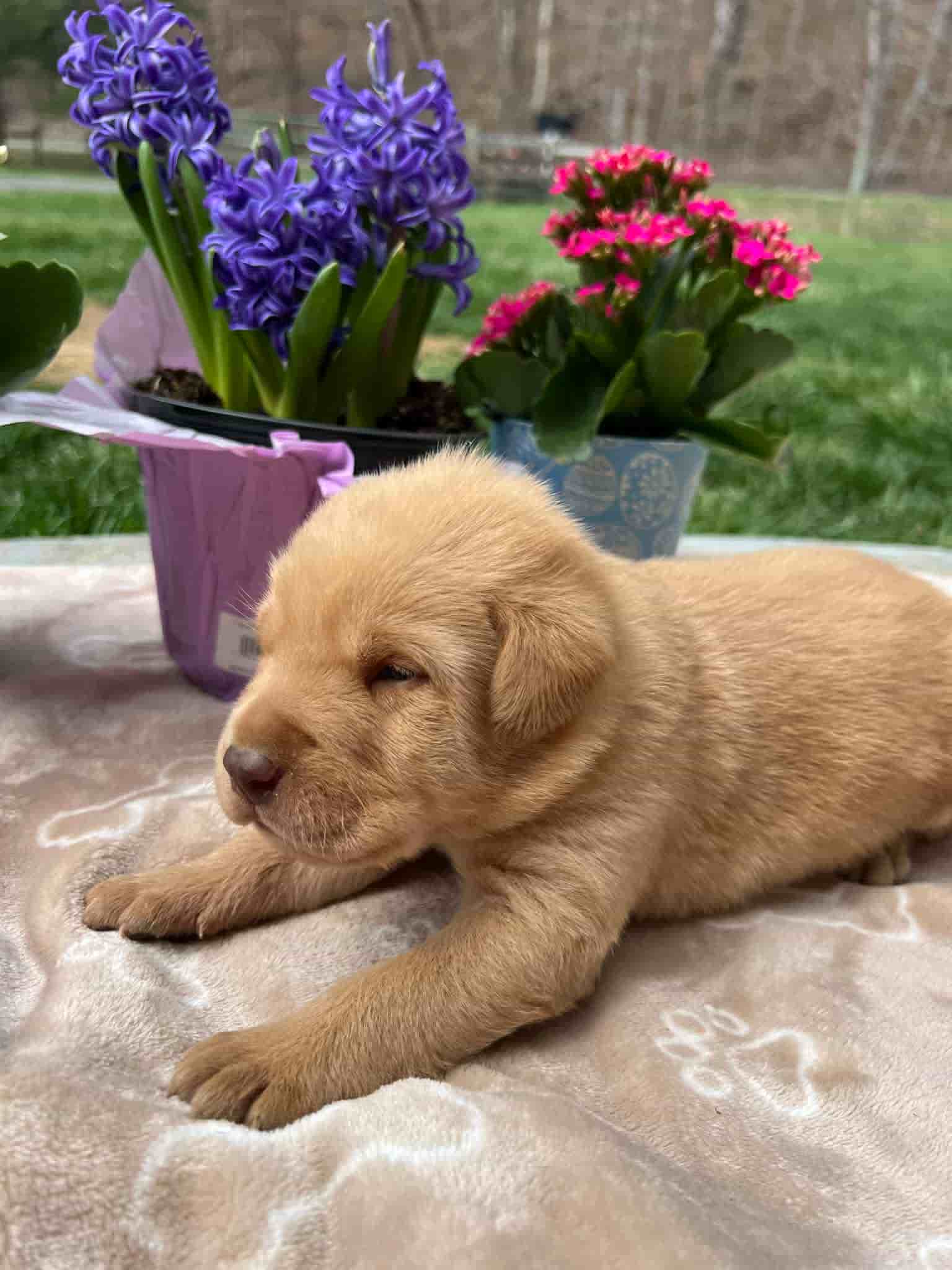 A purebred fox red Labrador Retriever puppy with a pink curtain and red rose flowers around him.
