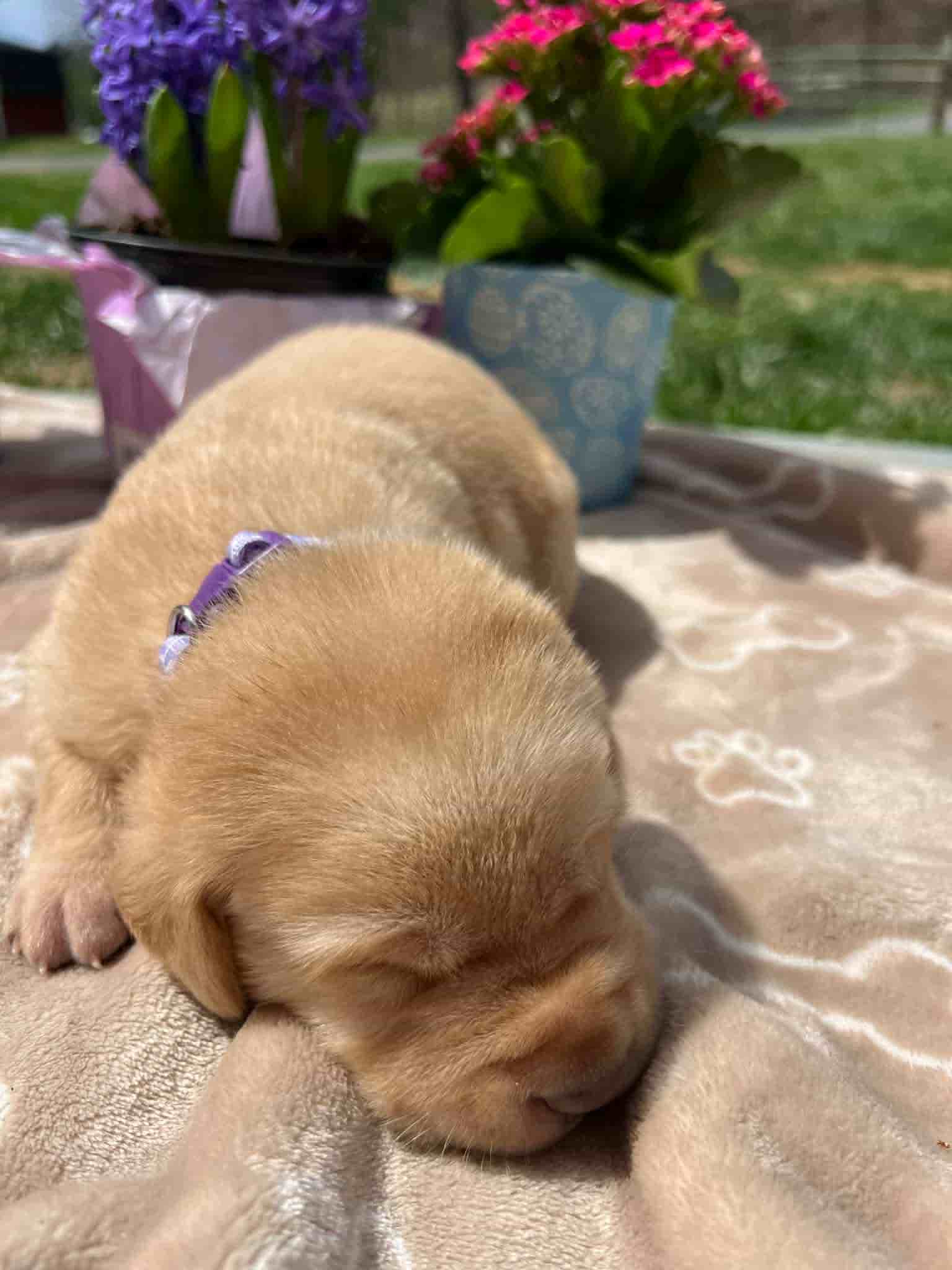 A purebred fox red Labrador Retriever puppy with a pink curtain and red rose flowers around him.