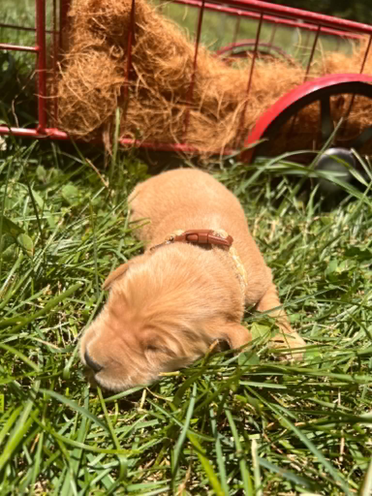 A purebred Golden Retriever puppy with a pink curtain and red rose flowers around him.