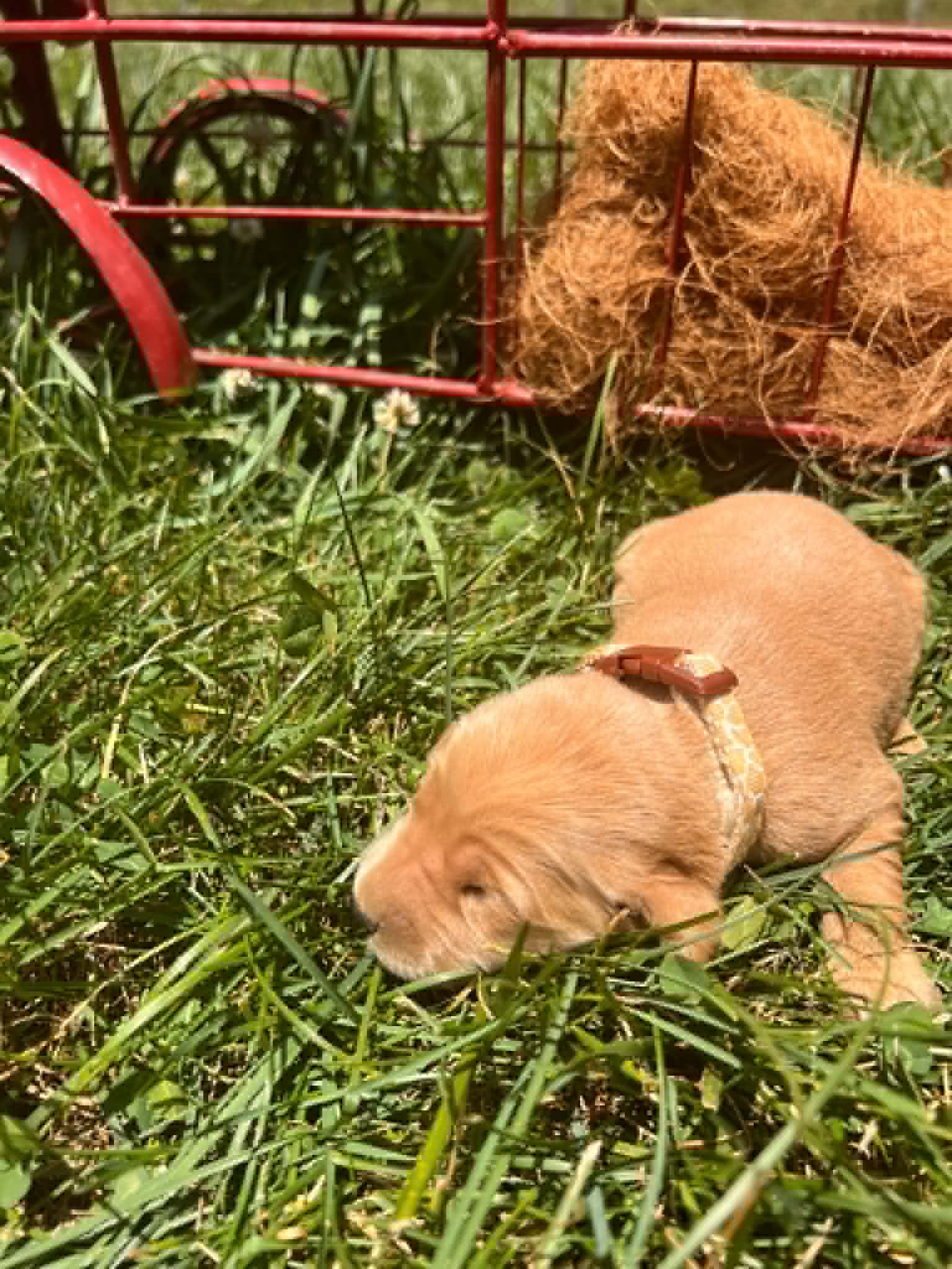 A purebred Golden Retriever puppy with a pink curtain and red rose flowers around him.