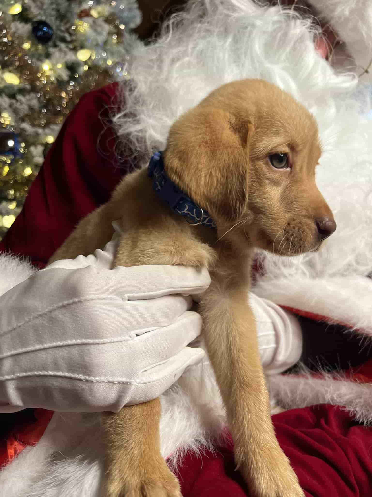A purebred chocolate Labrador Retriever puppy with a pink curtain and red rose flowers around him.