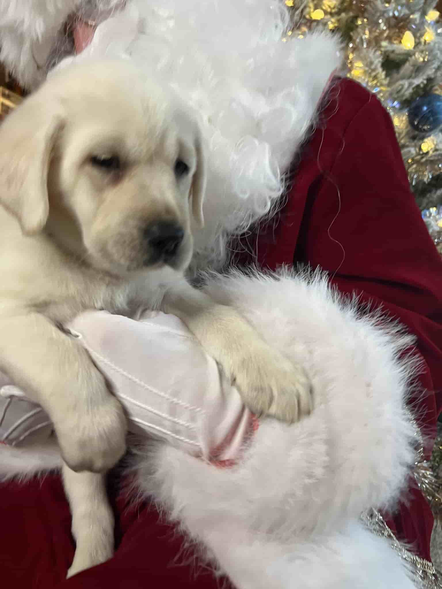 A purebred yellow Labrador Retriever puppy with a pink curtain and red rose flowers around him.