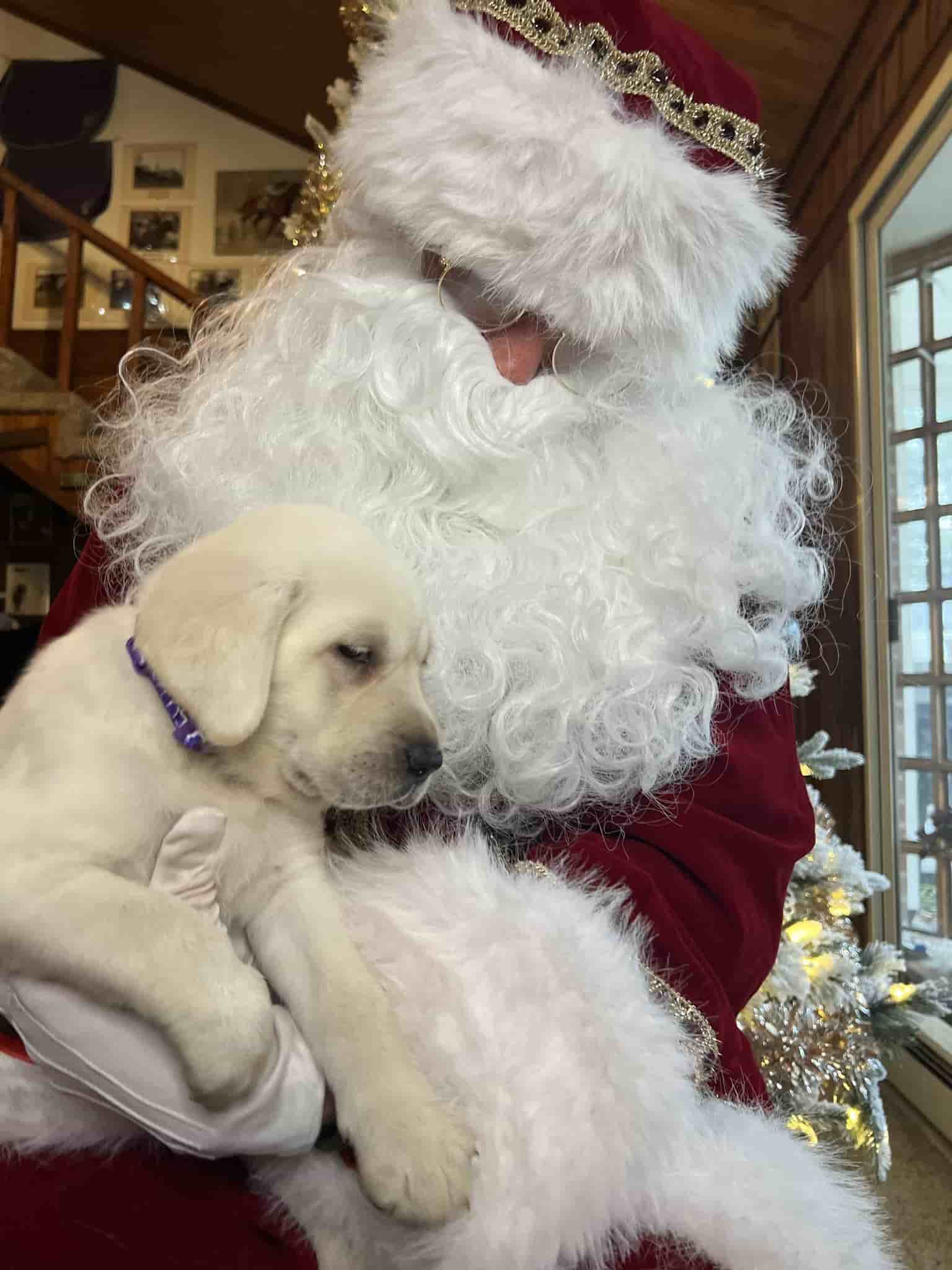 A purebred yellow Labrador Retriever puppy with a pink curtain and red rose flowers around him.
