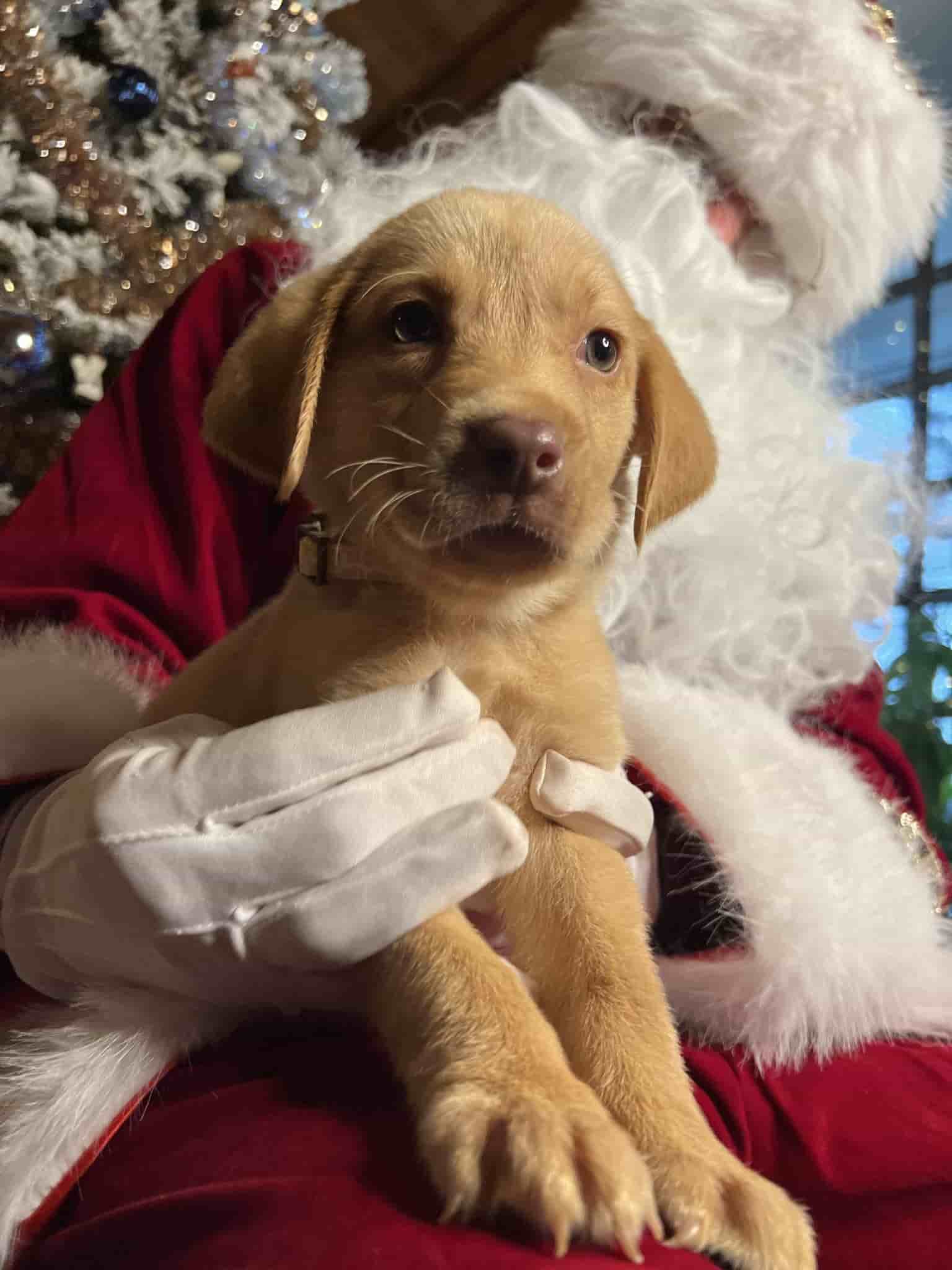 A purebred black Labrador Retriever puppy with a pink curtain and red rose flowers around him.