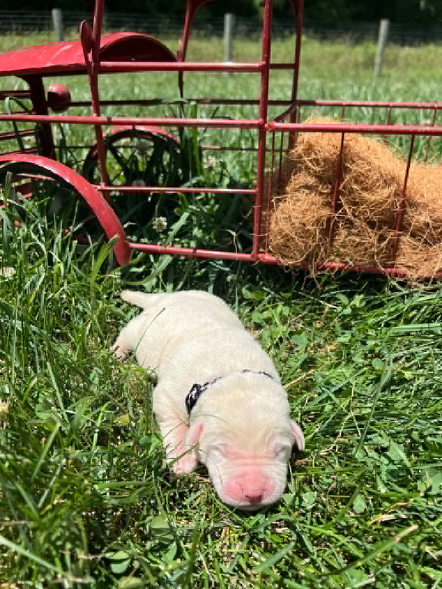 A purebred yellow Labrador Retriever puppy with a pink curtain and red rose flowers around him.